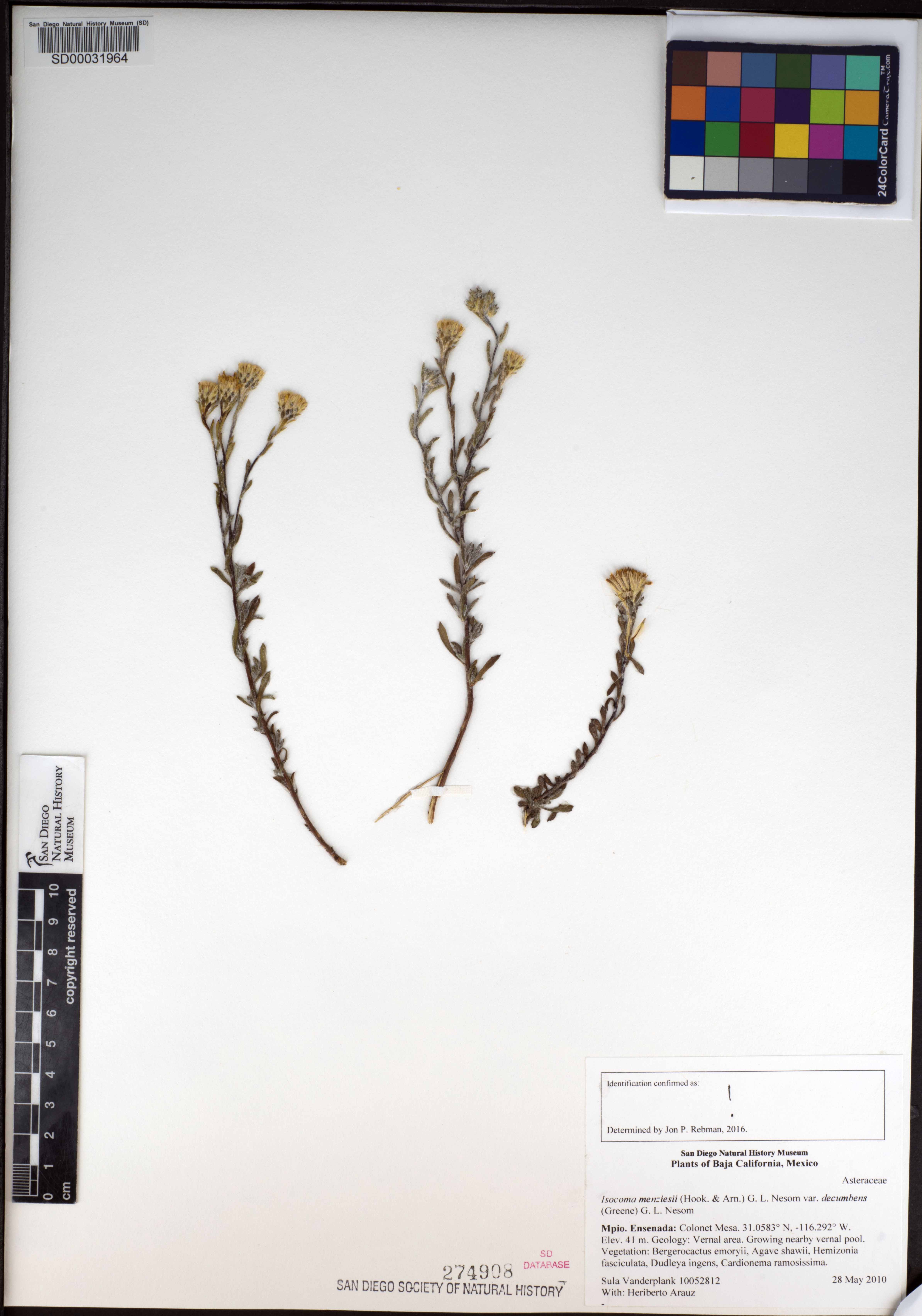 Isocoma menziesii var. decumbens image