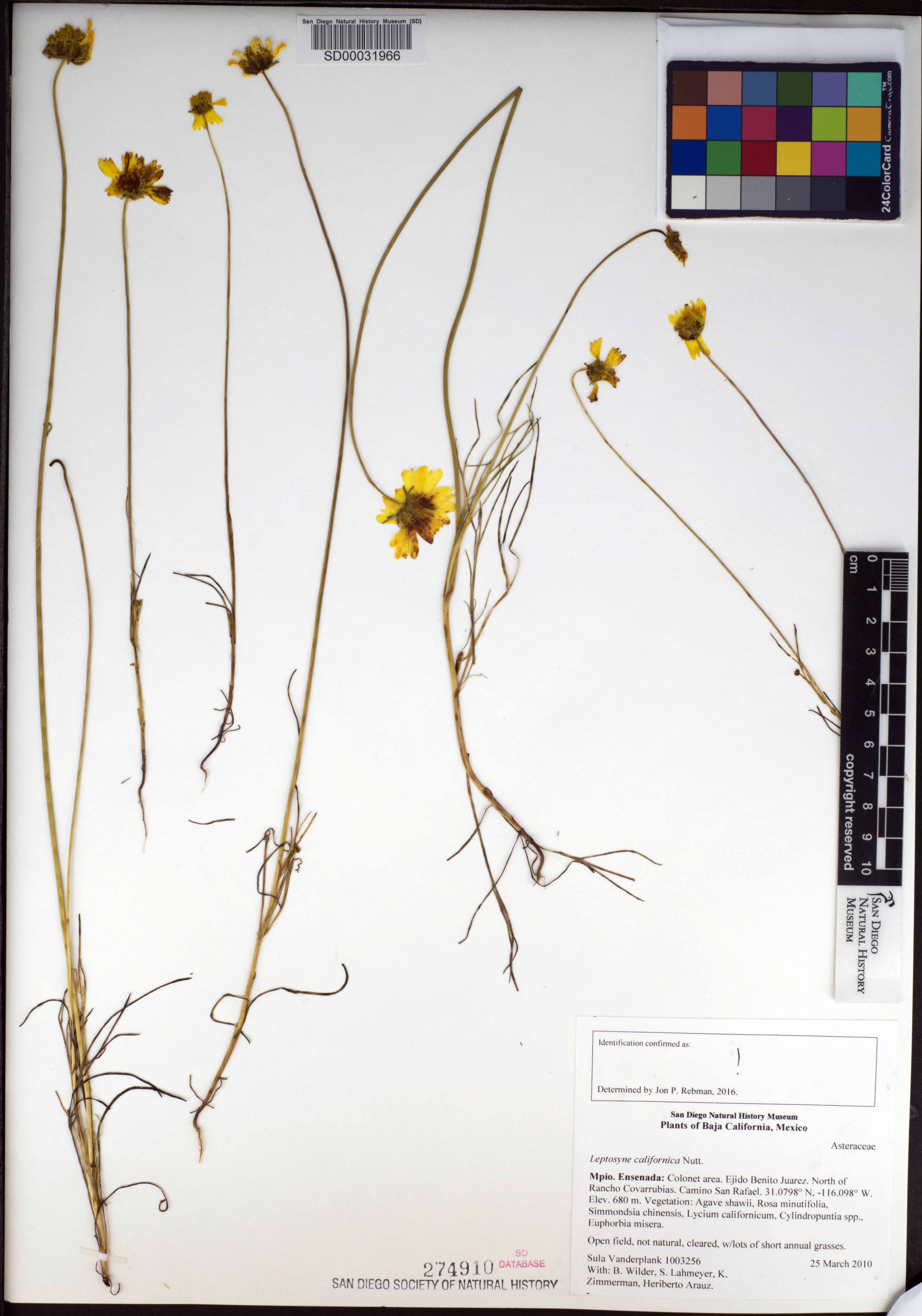 Coreopsis californica image