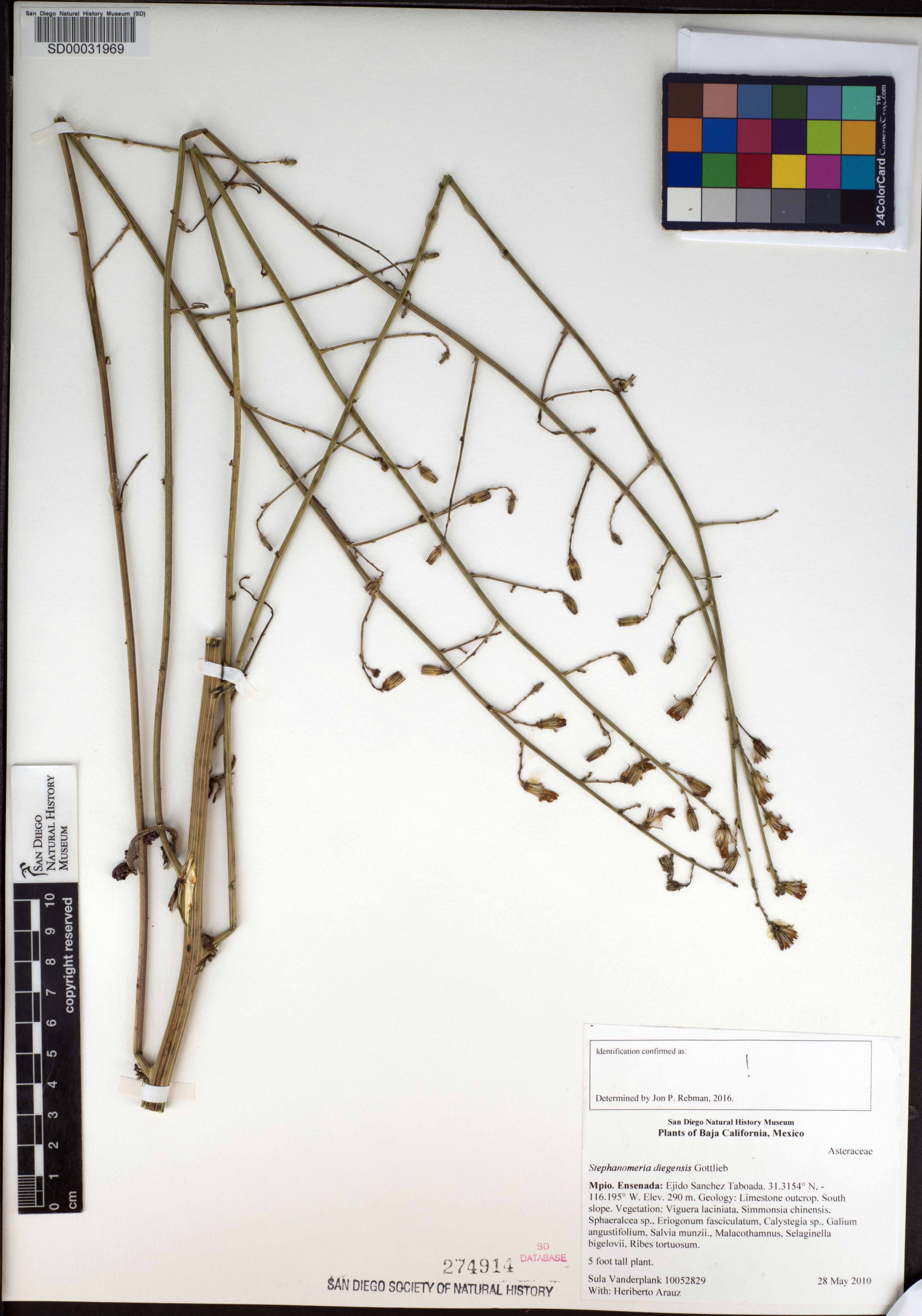 Stephanomeria diegensis image