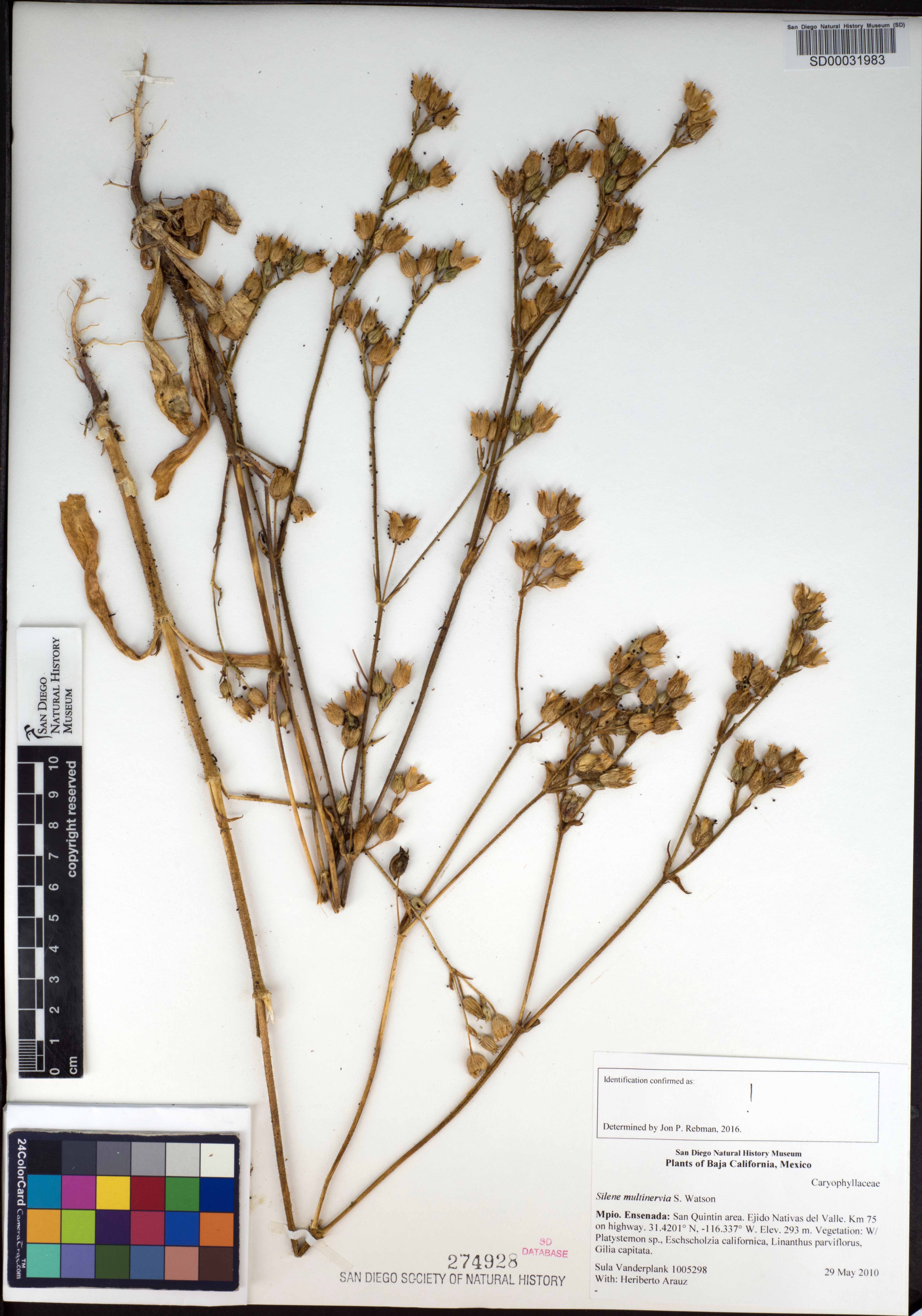 Silene coniflora image