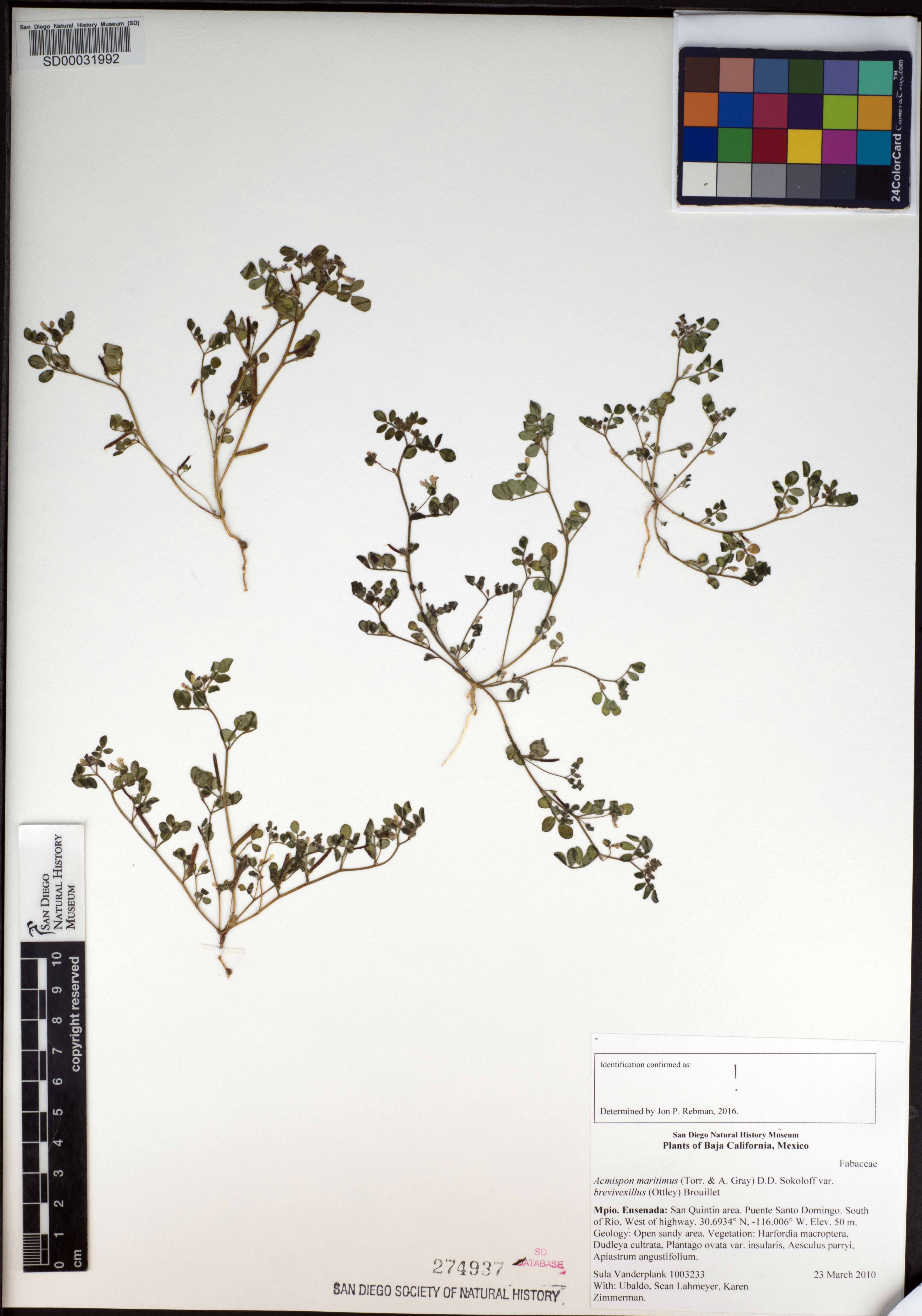 Acmispon maritimus var. brevivexillus image