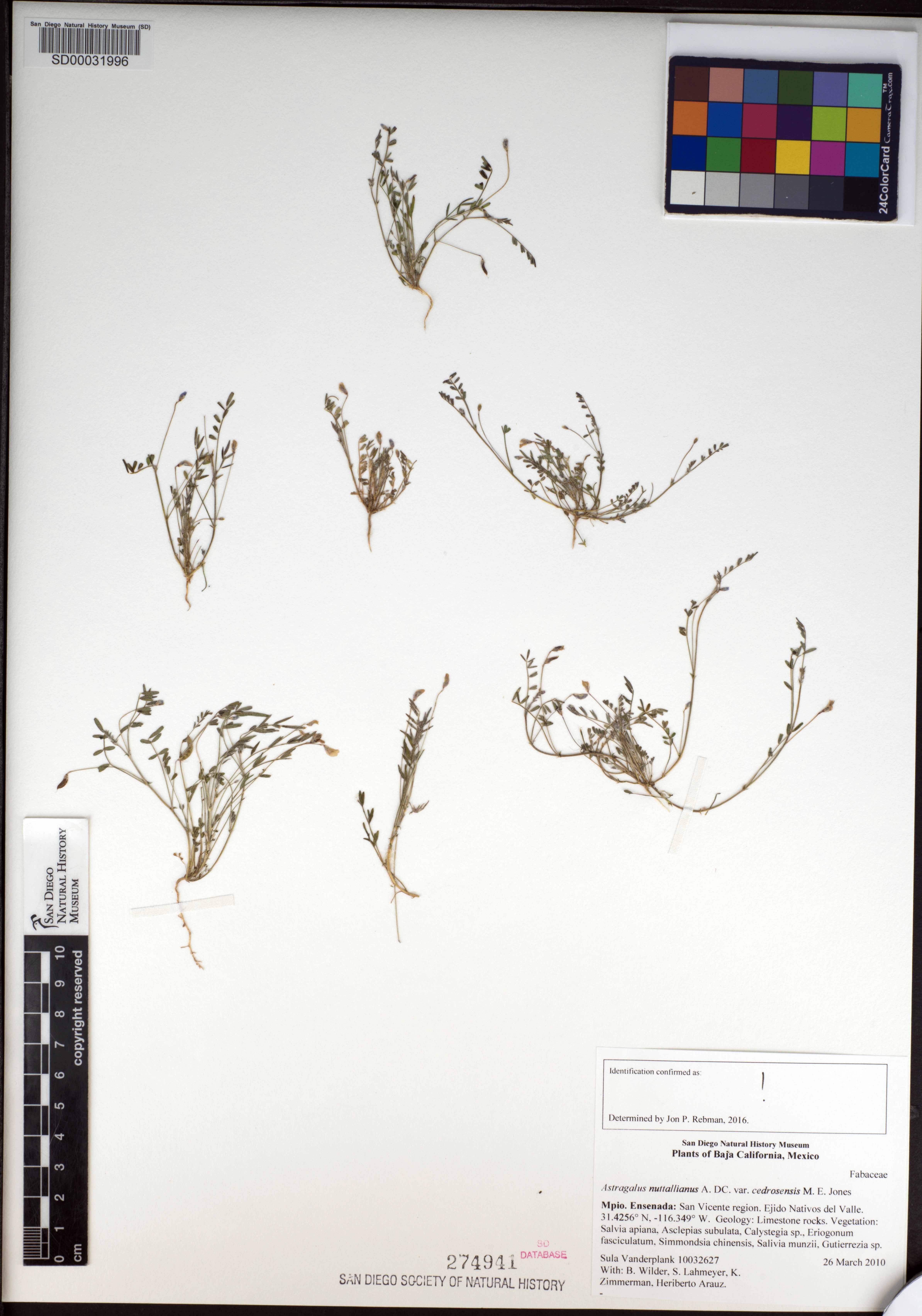 Astragalus nuttallianus var. cedrosensis image