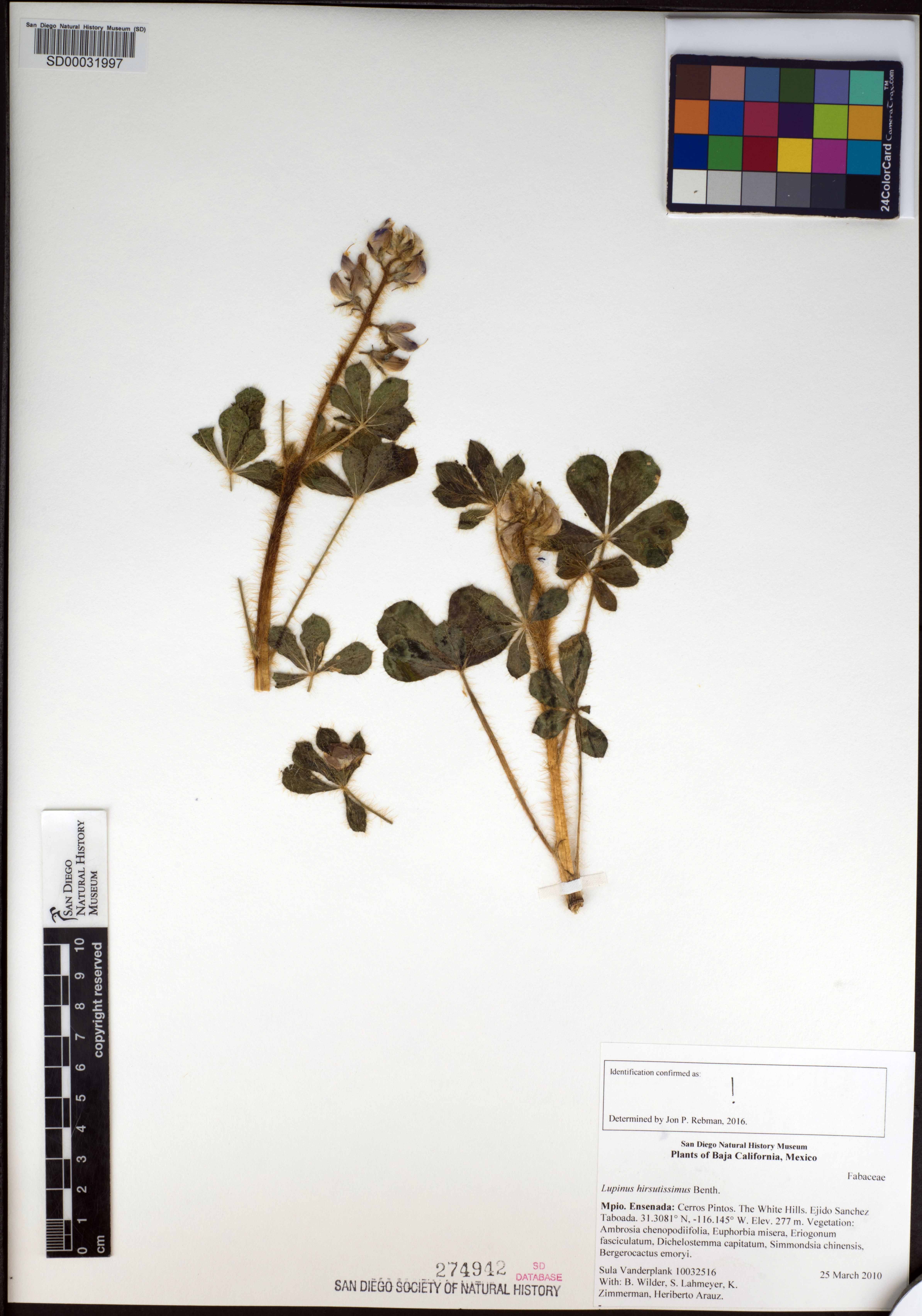 Lupinus hirsutissimus image