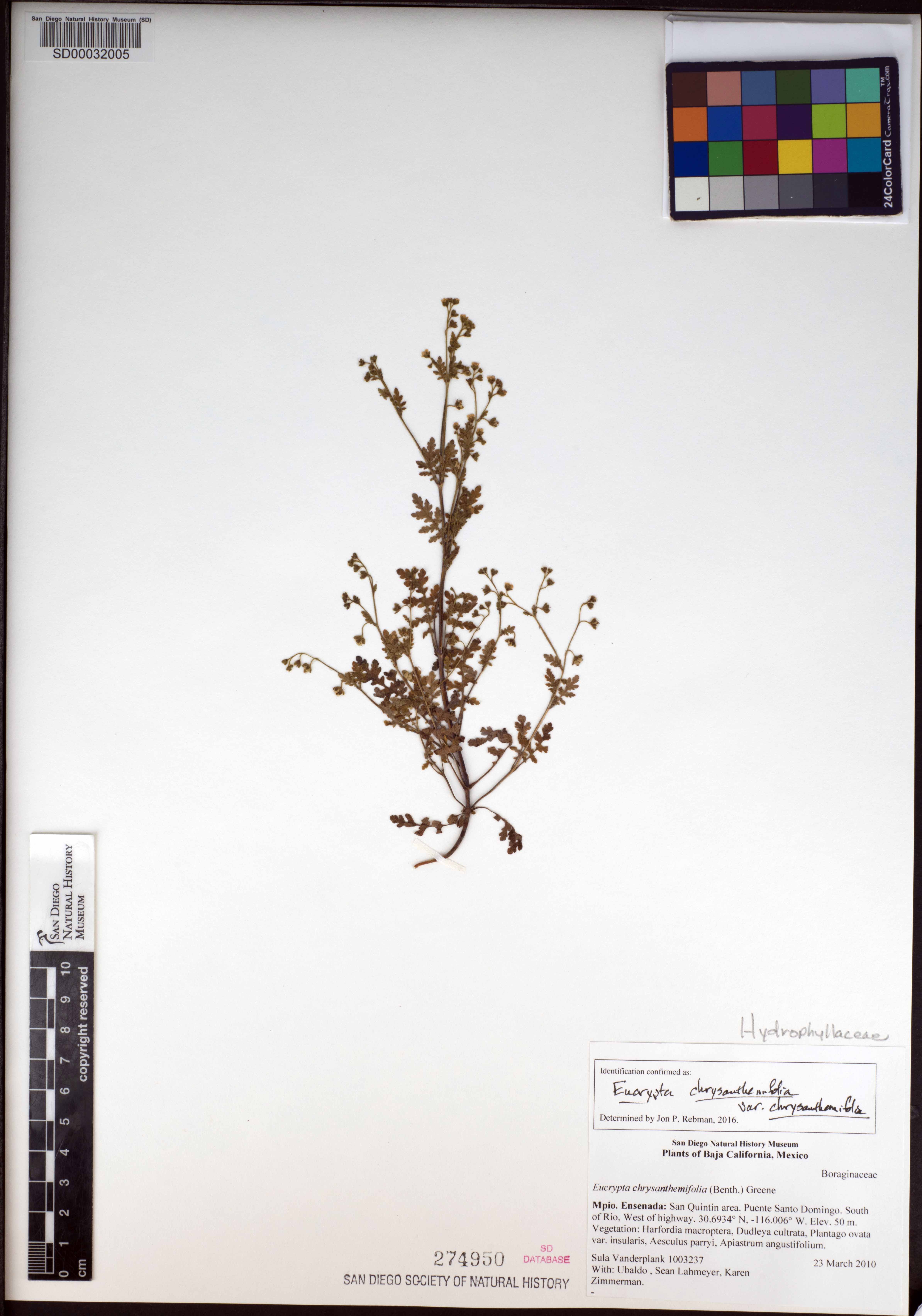 Eucrypta chrysanthemifolia var. chrysanthemifolia image