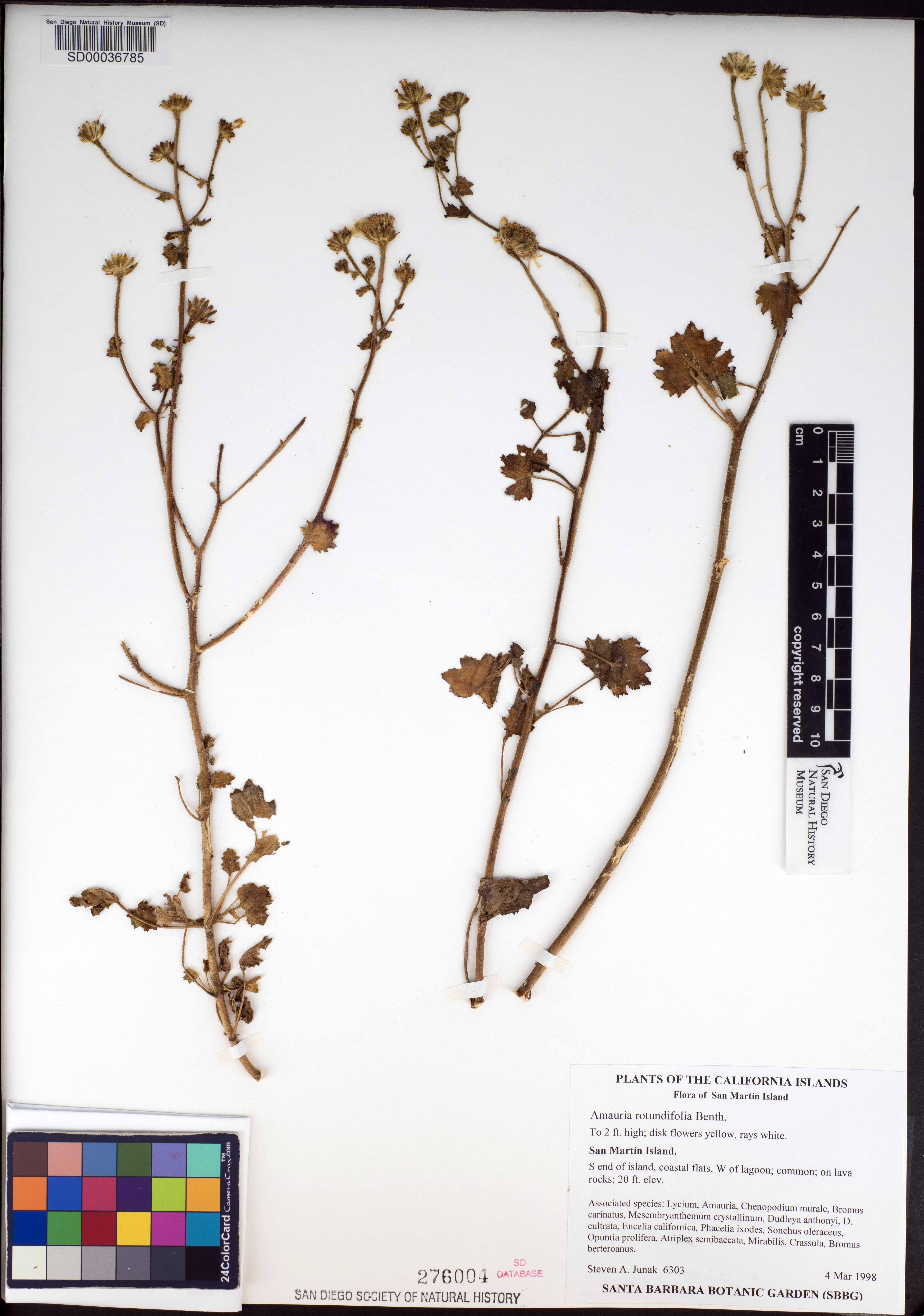 Amauria rotundifolia image