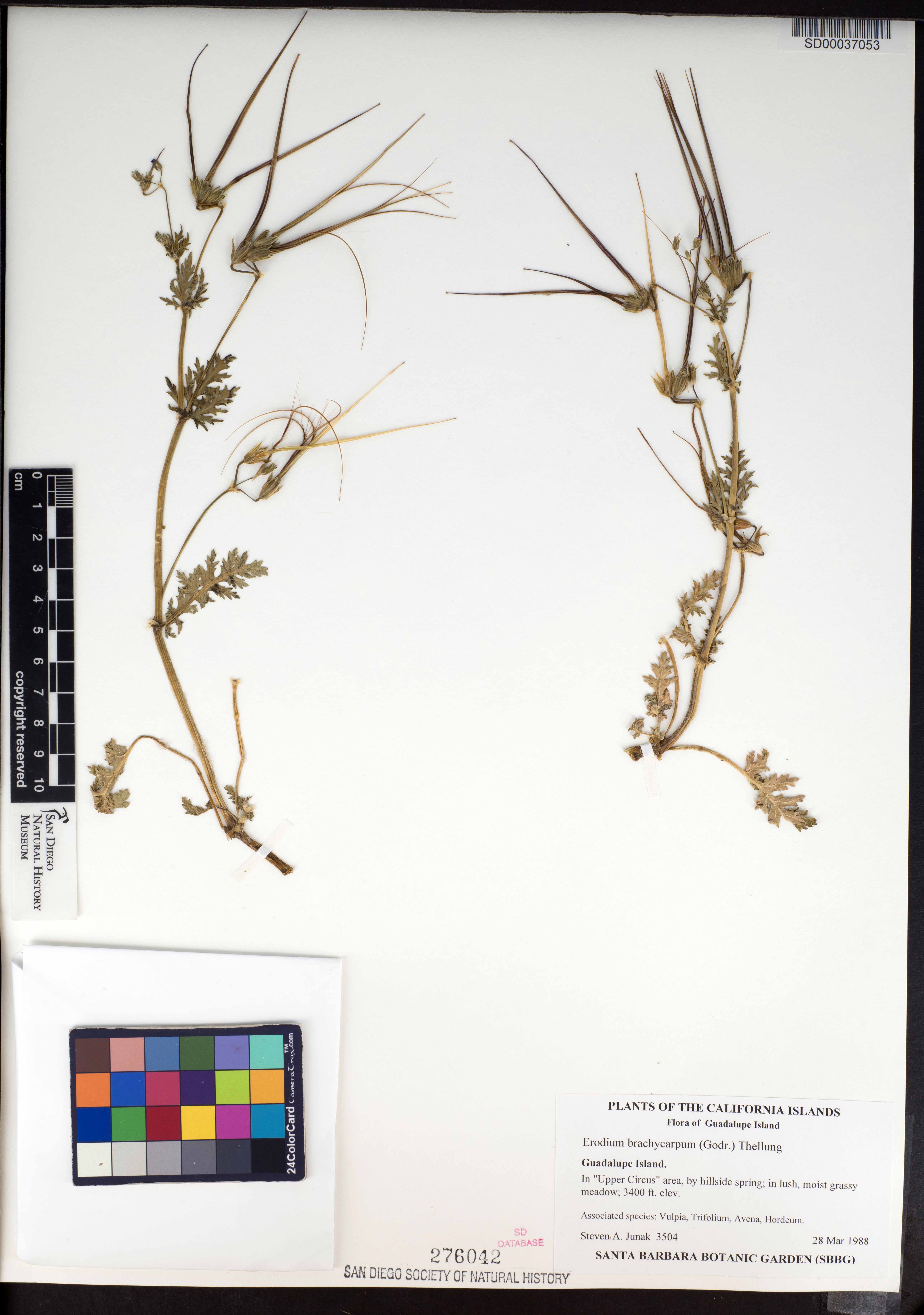 Erodium brachycarpum image