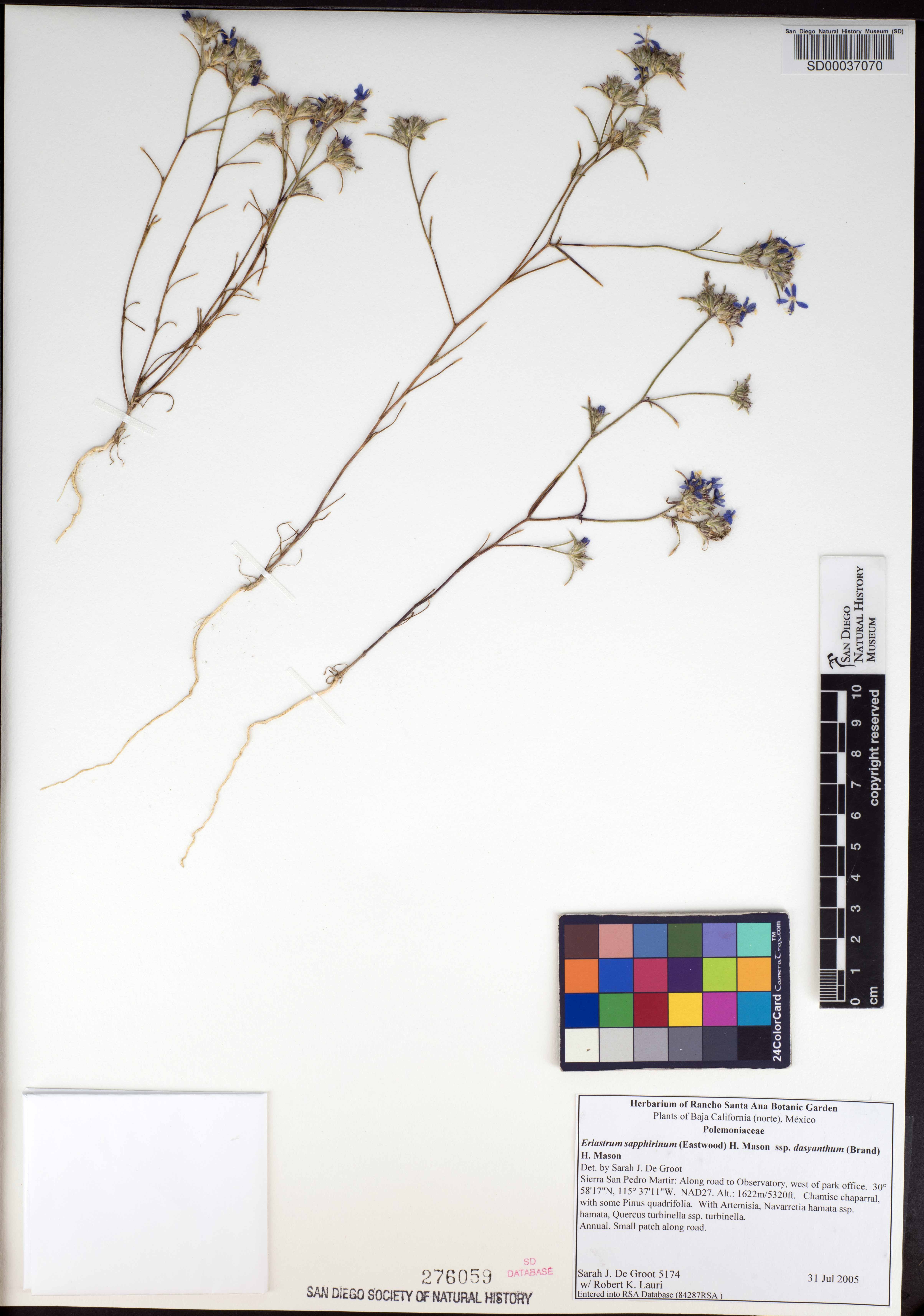 Eriastrum sapphirinum subsp. dasyanthum image