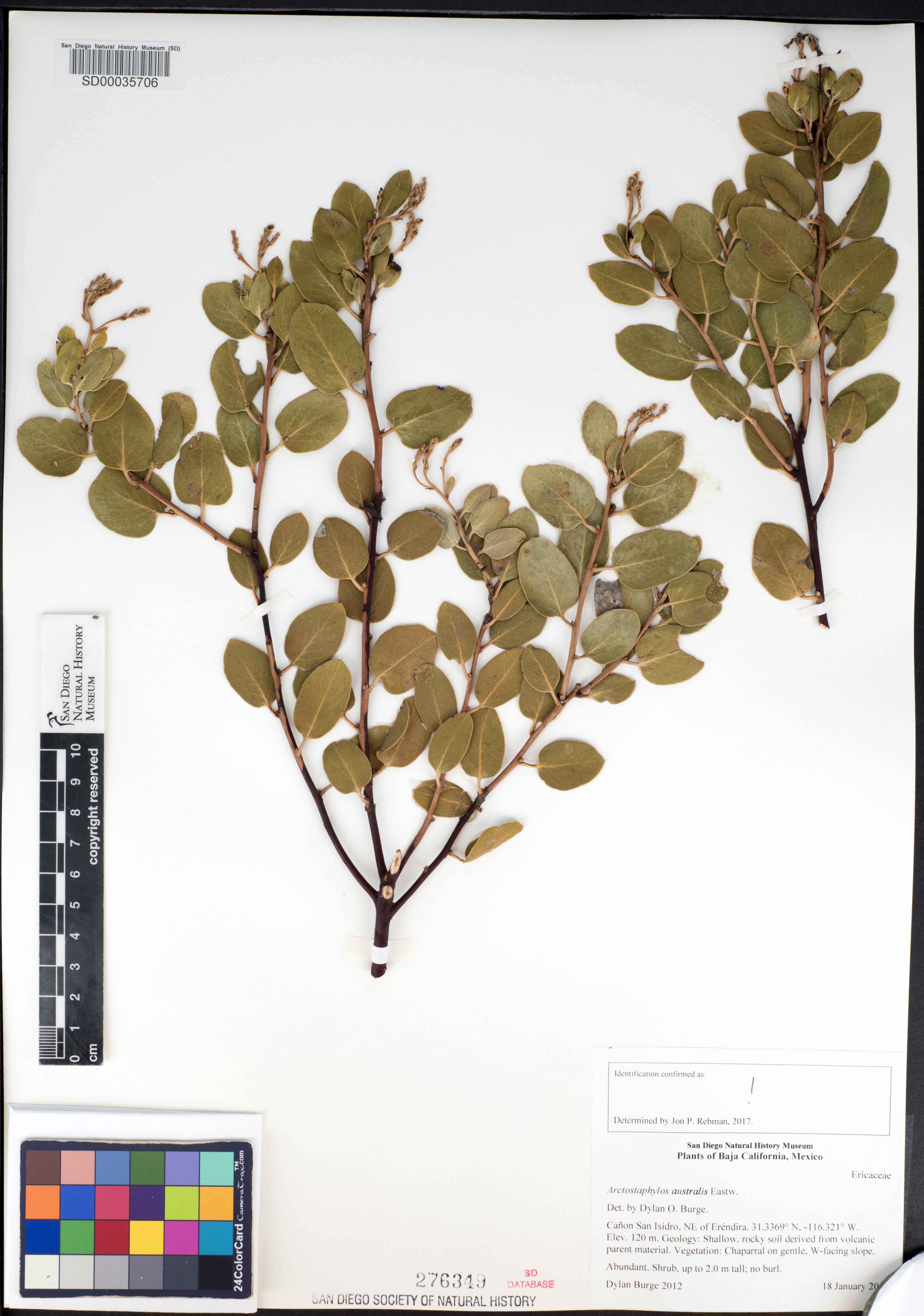 Arctostaphylos australis image