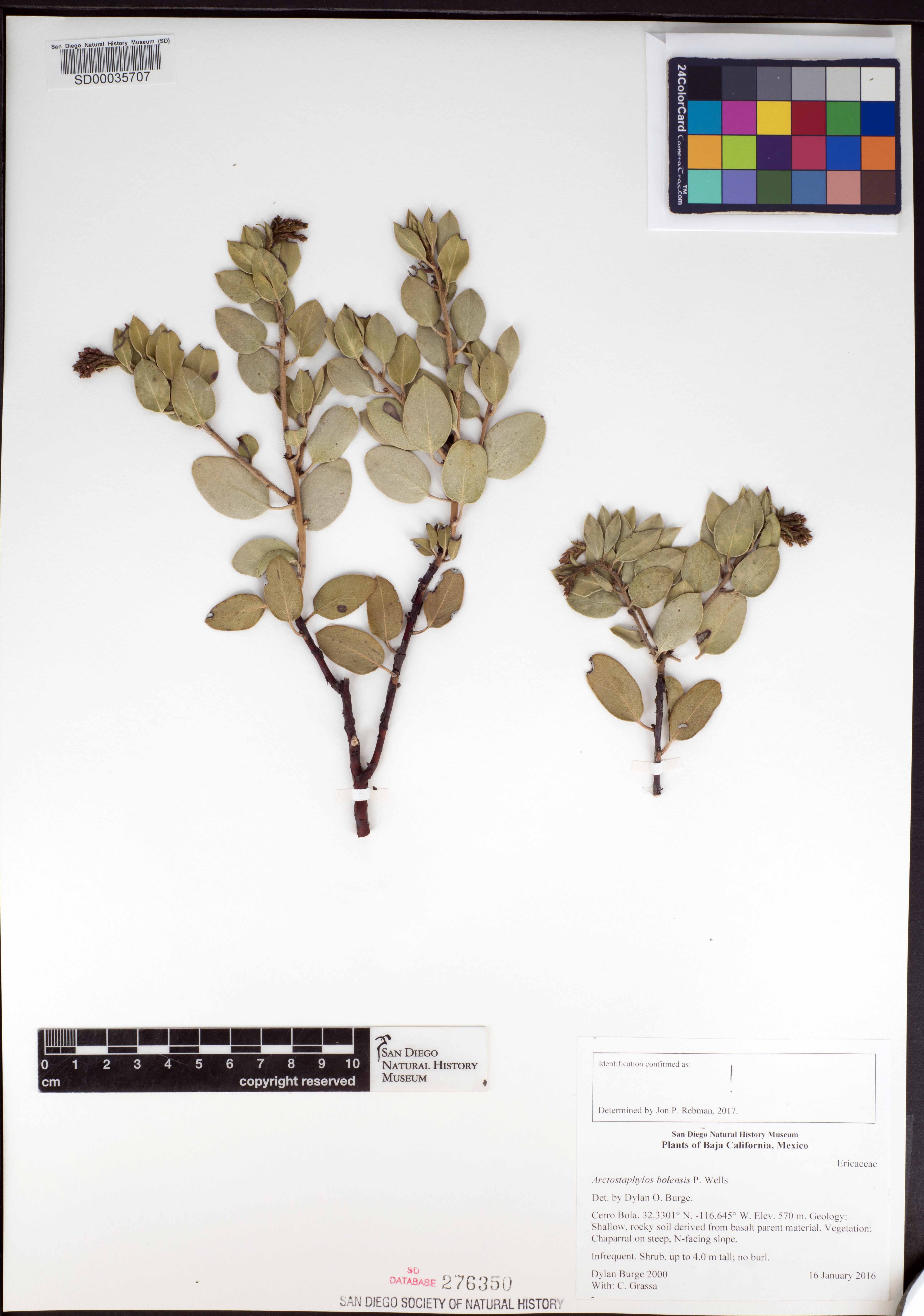 Arctostaphylos bolensis image