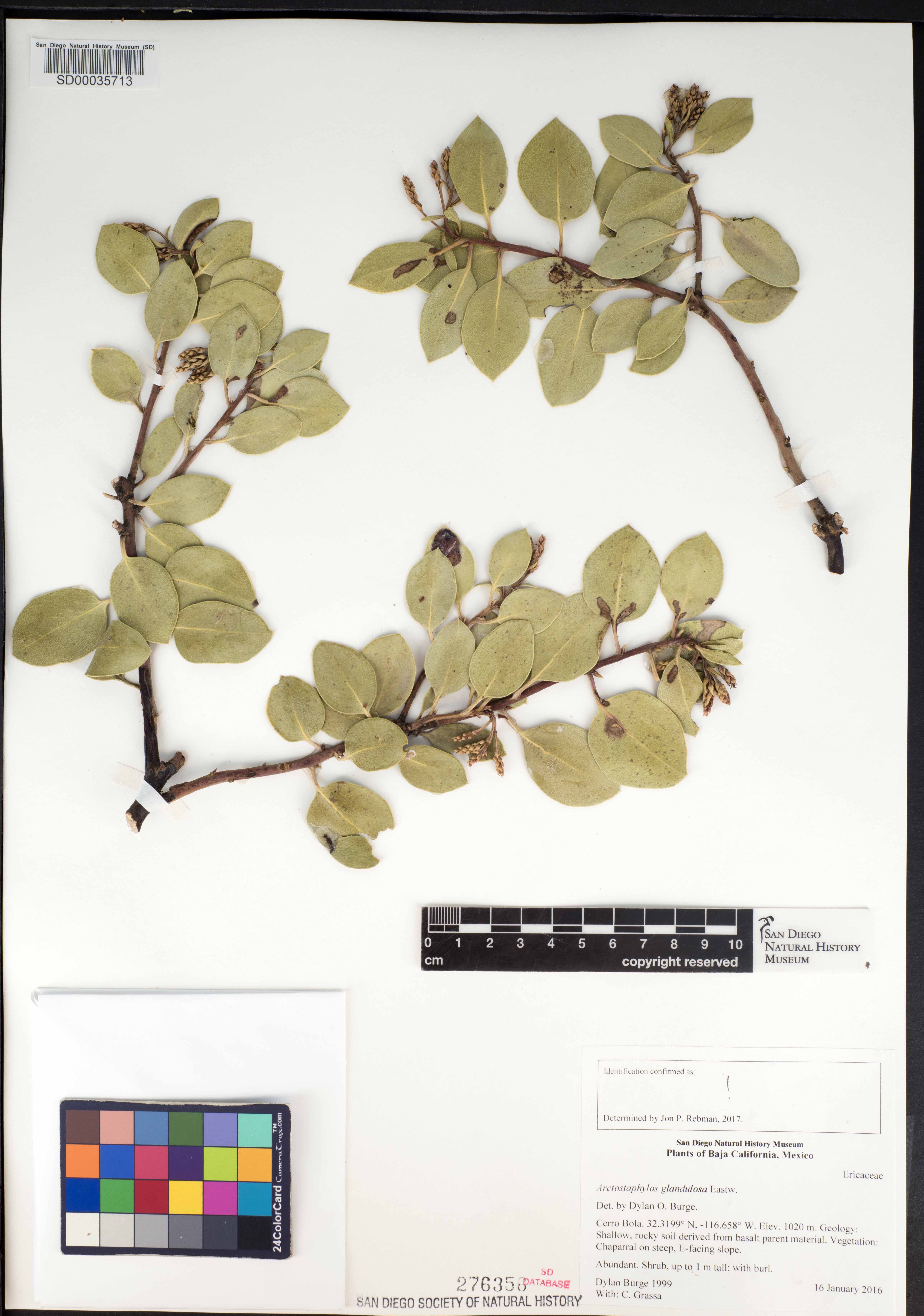 Arctostaphylos glandulosa image