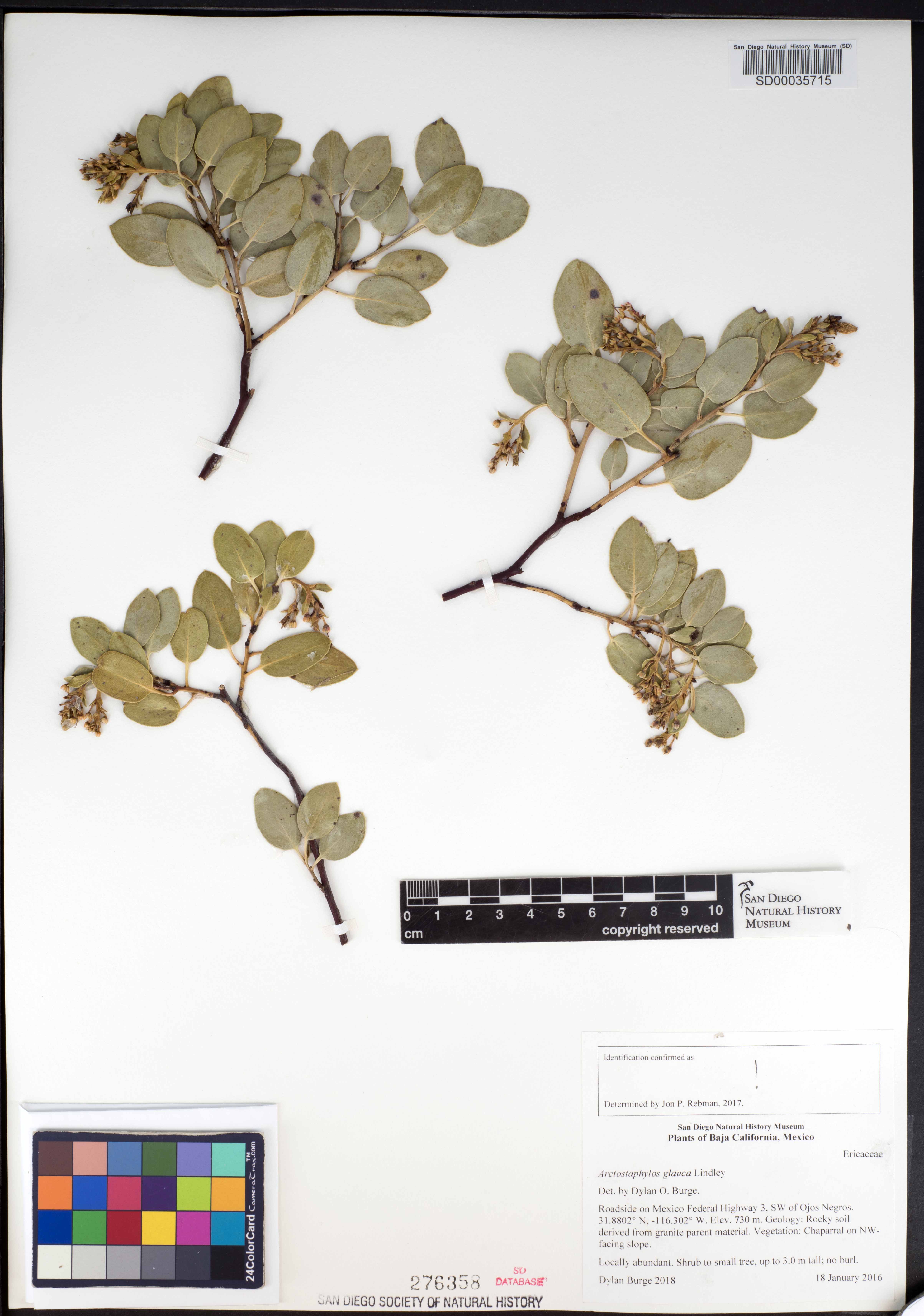 Arctostaphylos glauca image