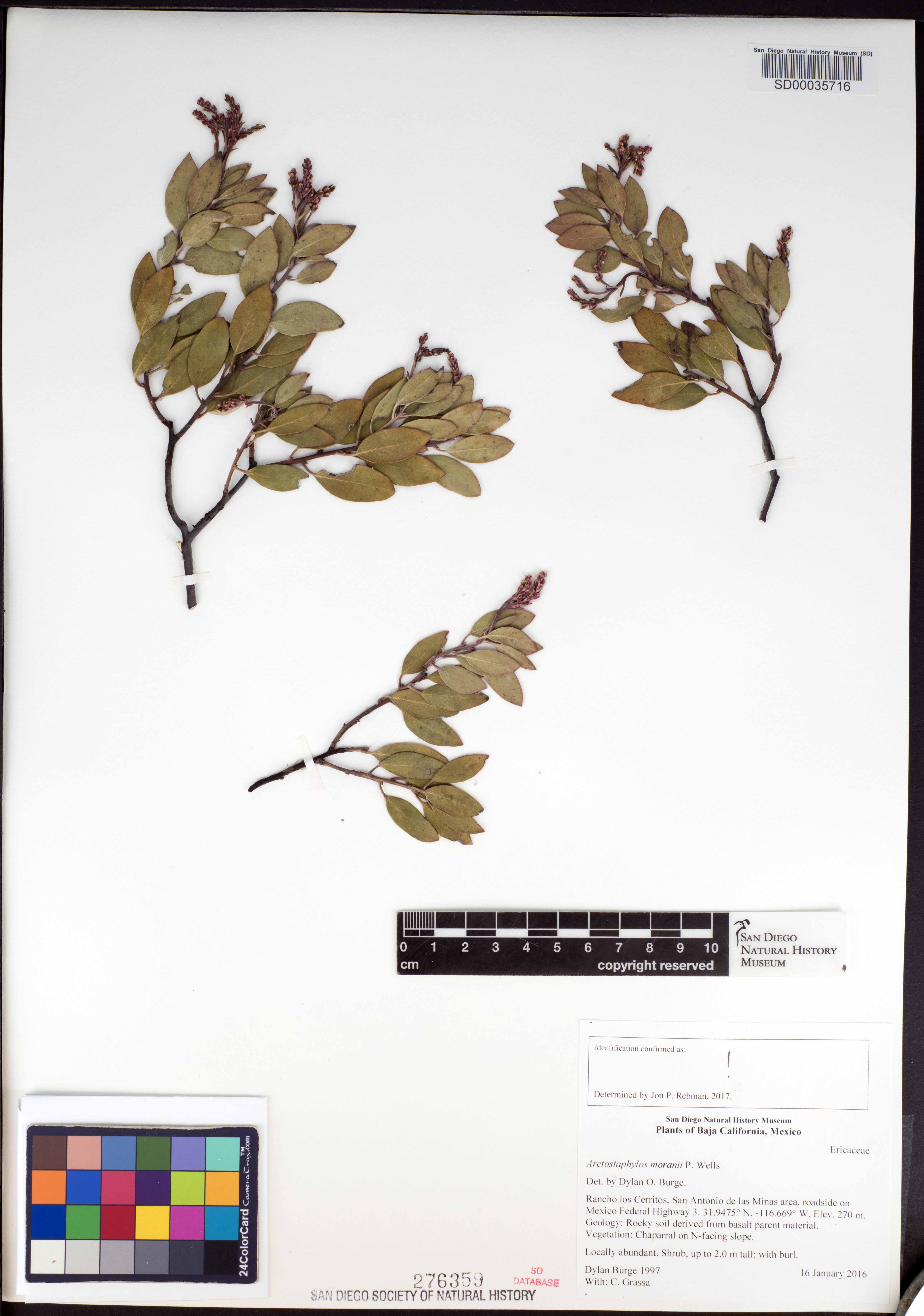 Arctostaphylos moranii image