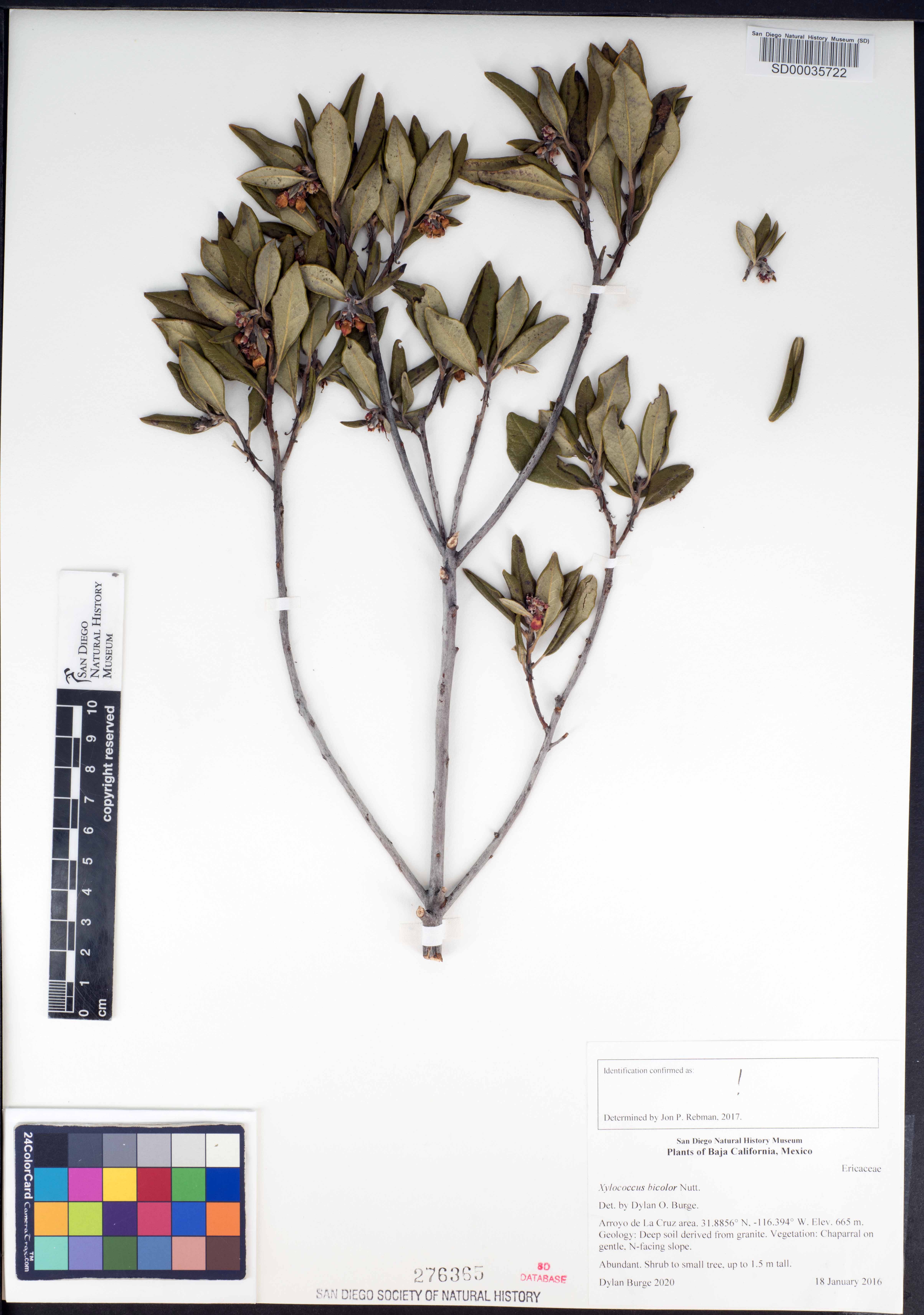 Arctostaphylos bicolor image