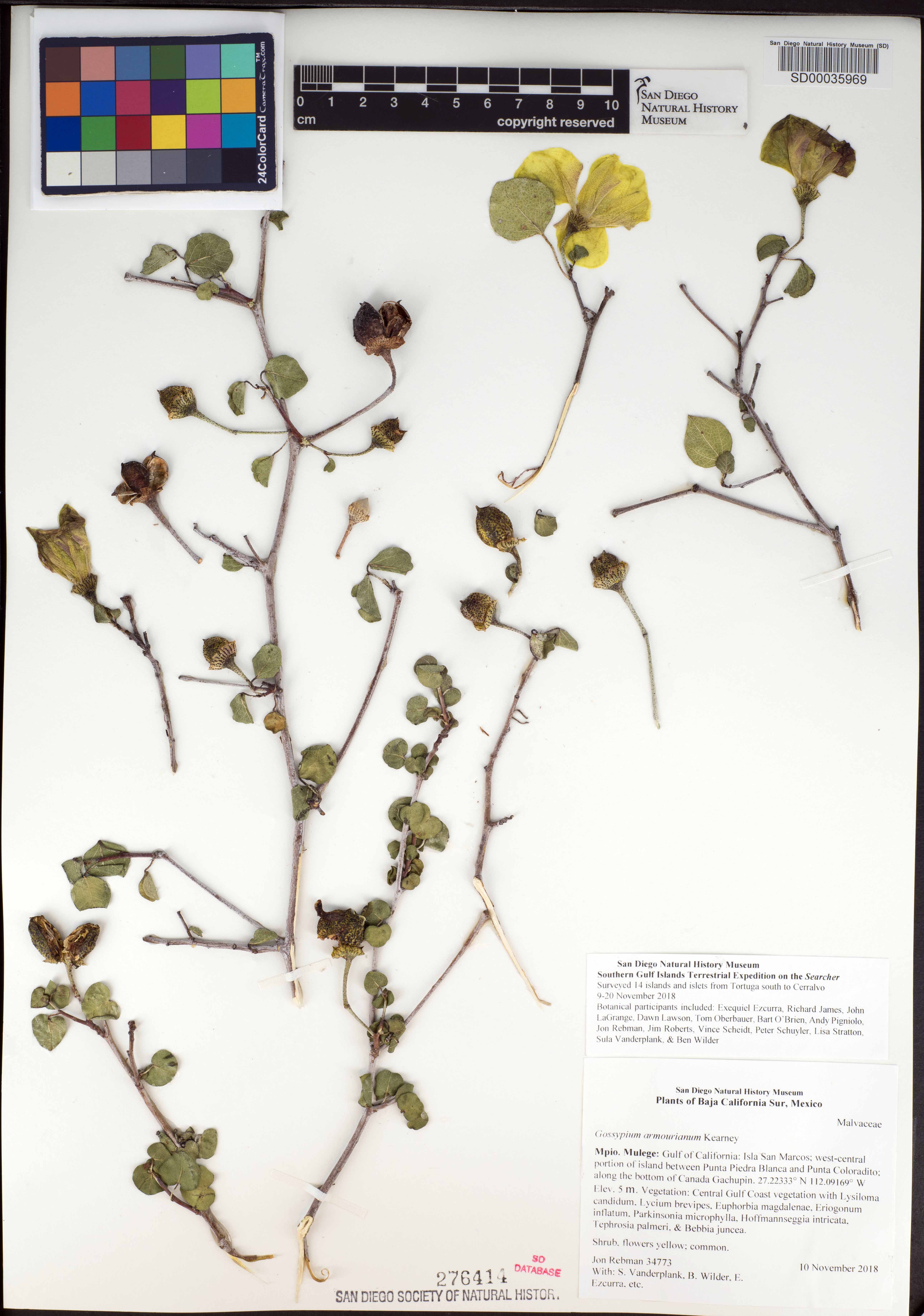 Gossypium armourianum image