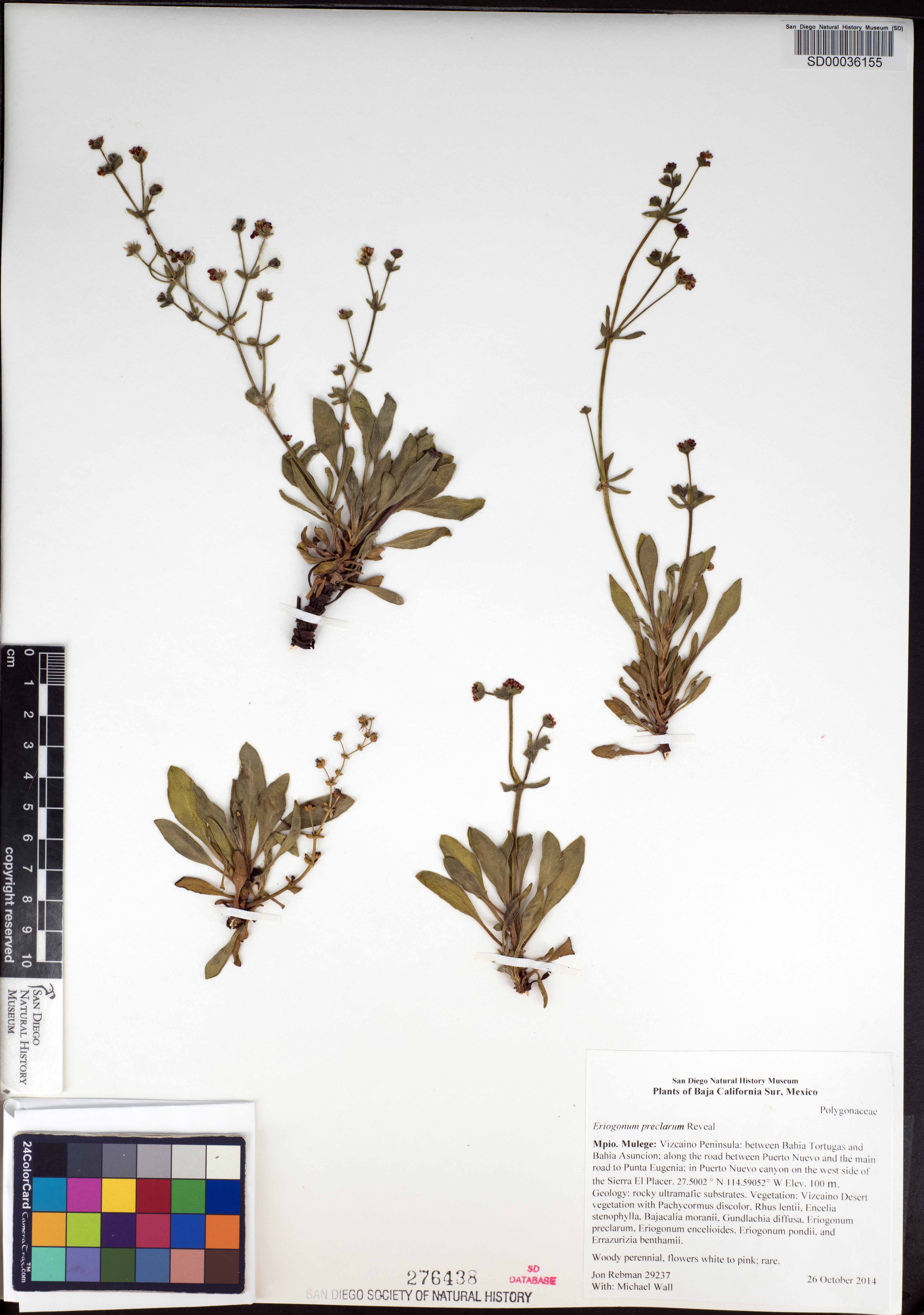 Eriogonum preclarum image