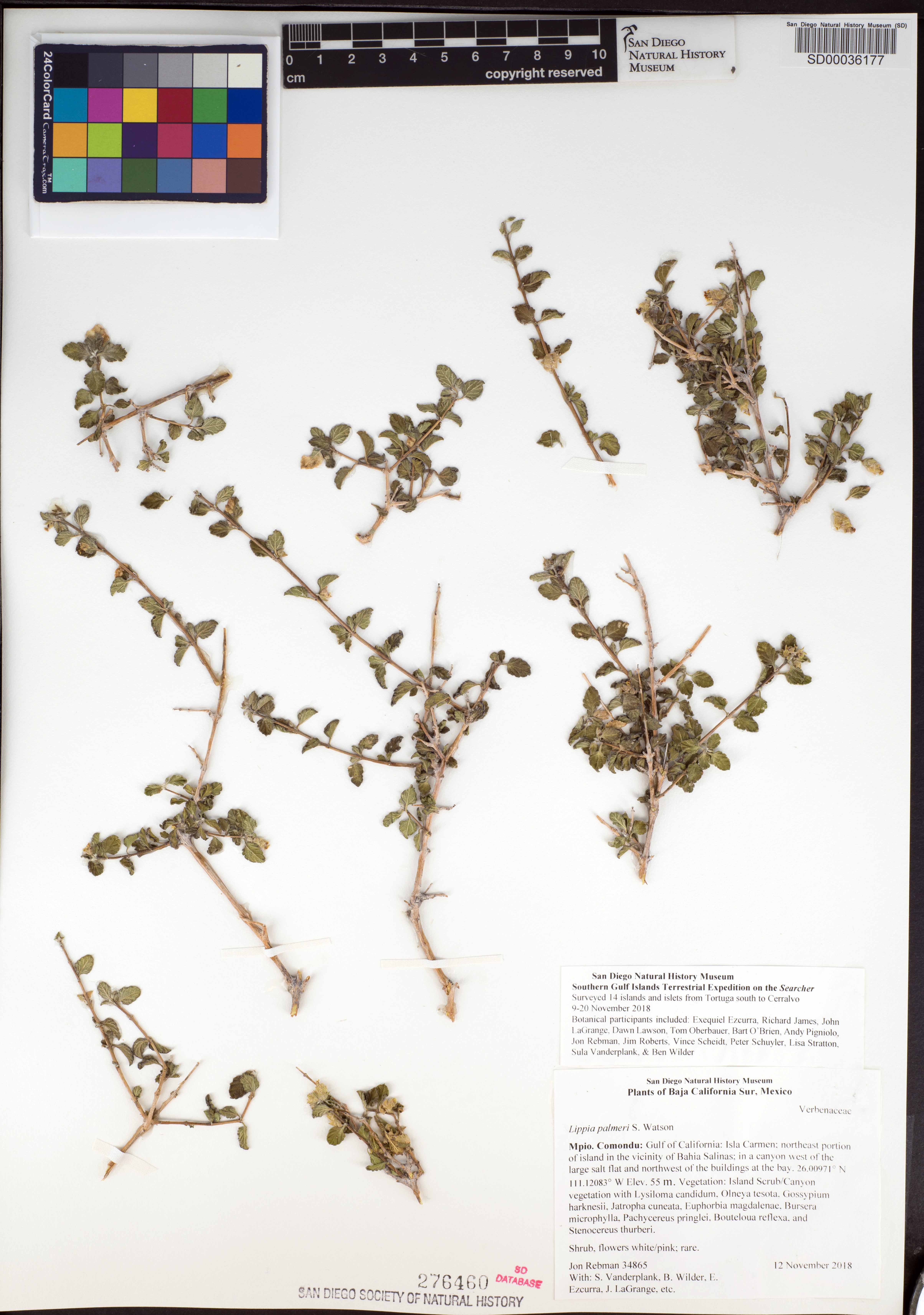 Lippia origanoides image