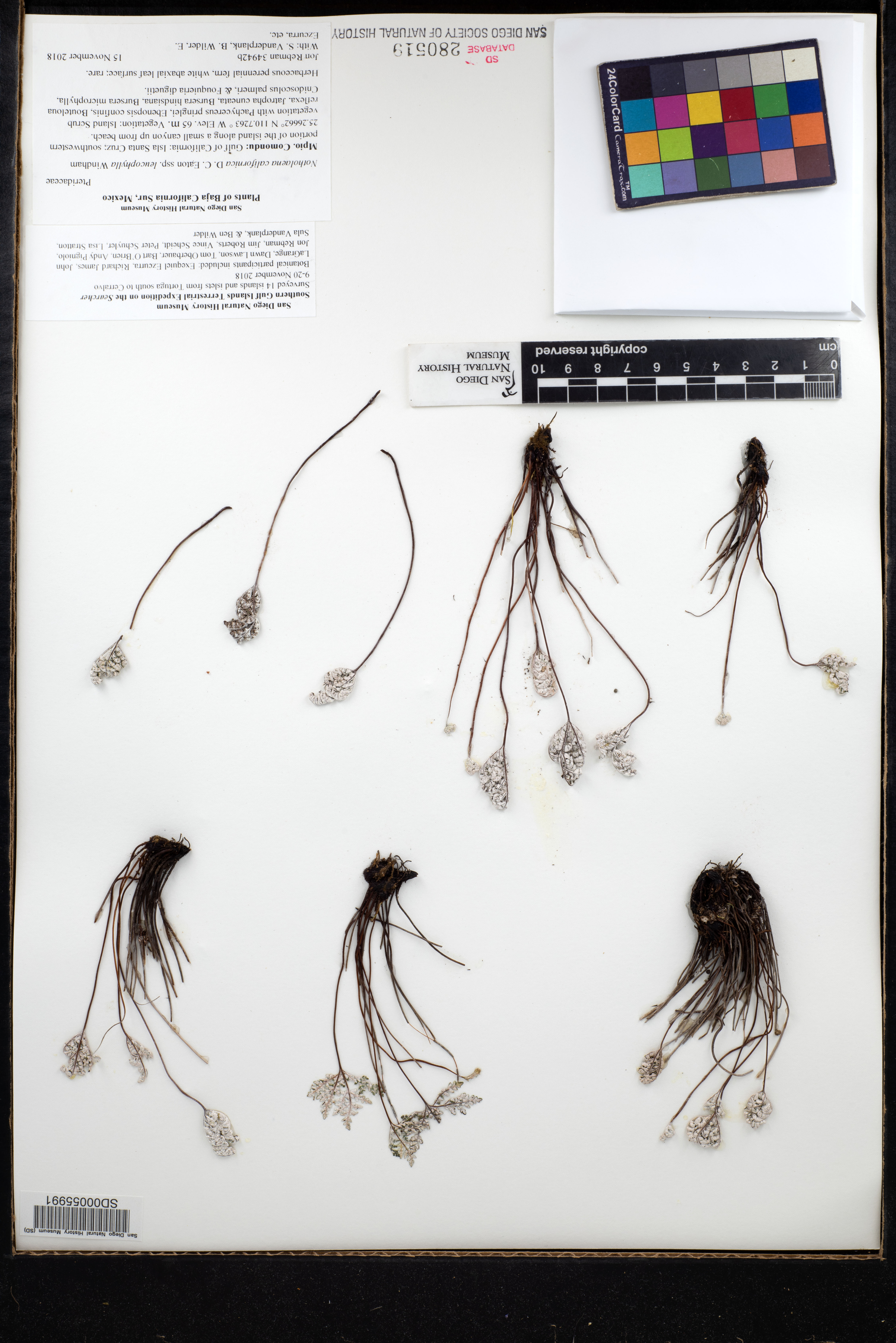 Notholaena californica subsp. leucophylla image