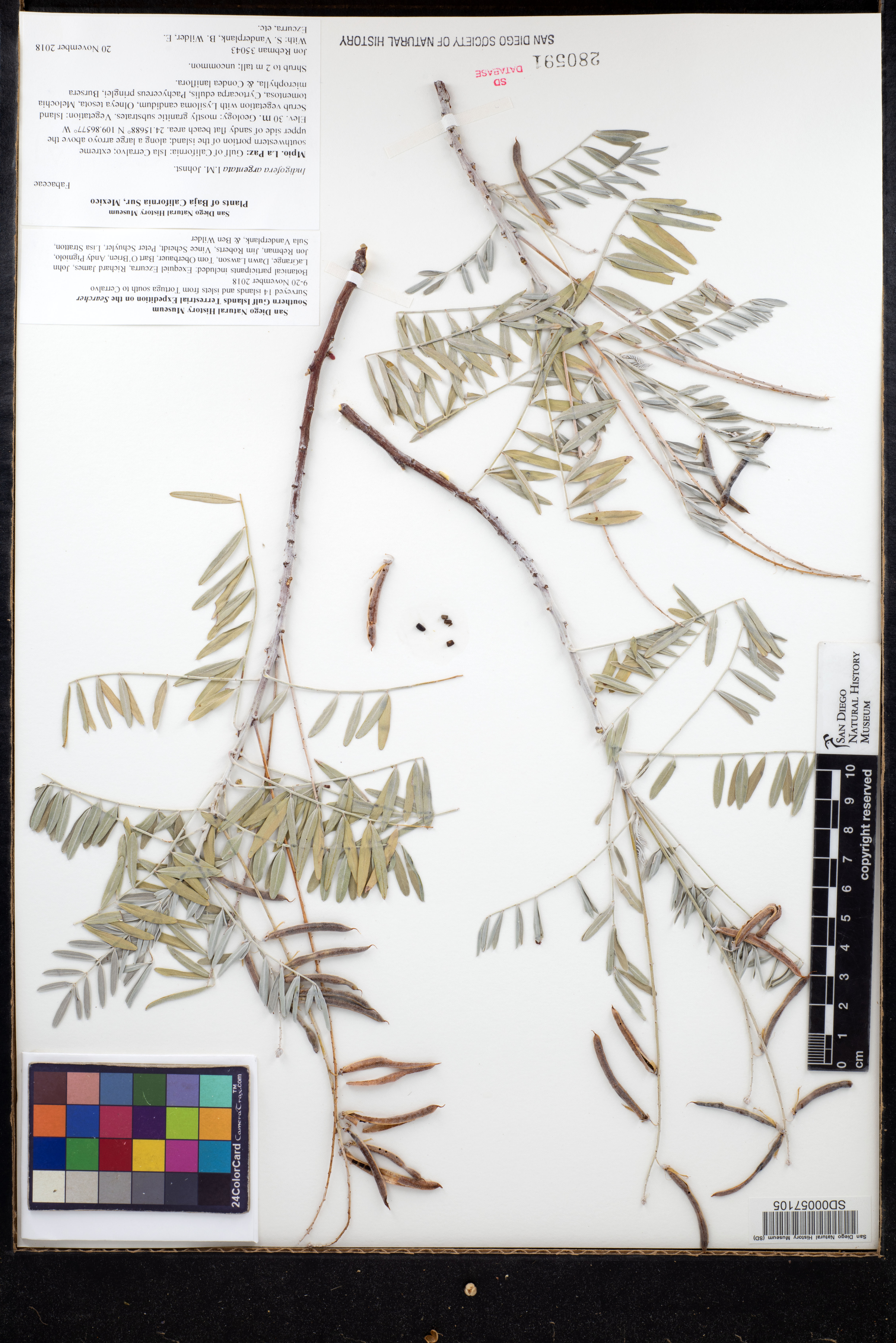 Indigofera argentata image