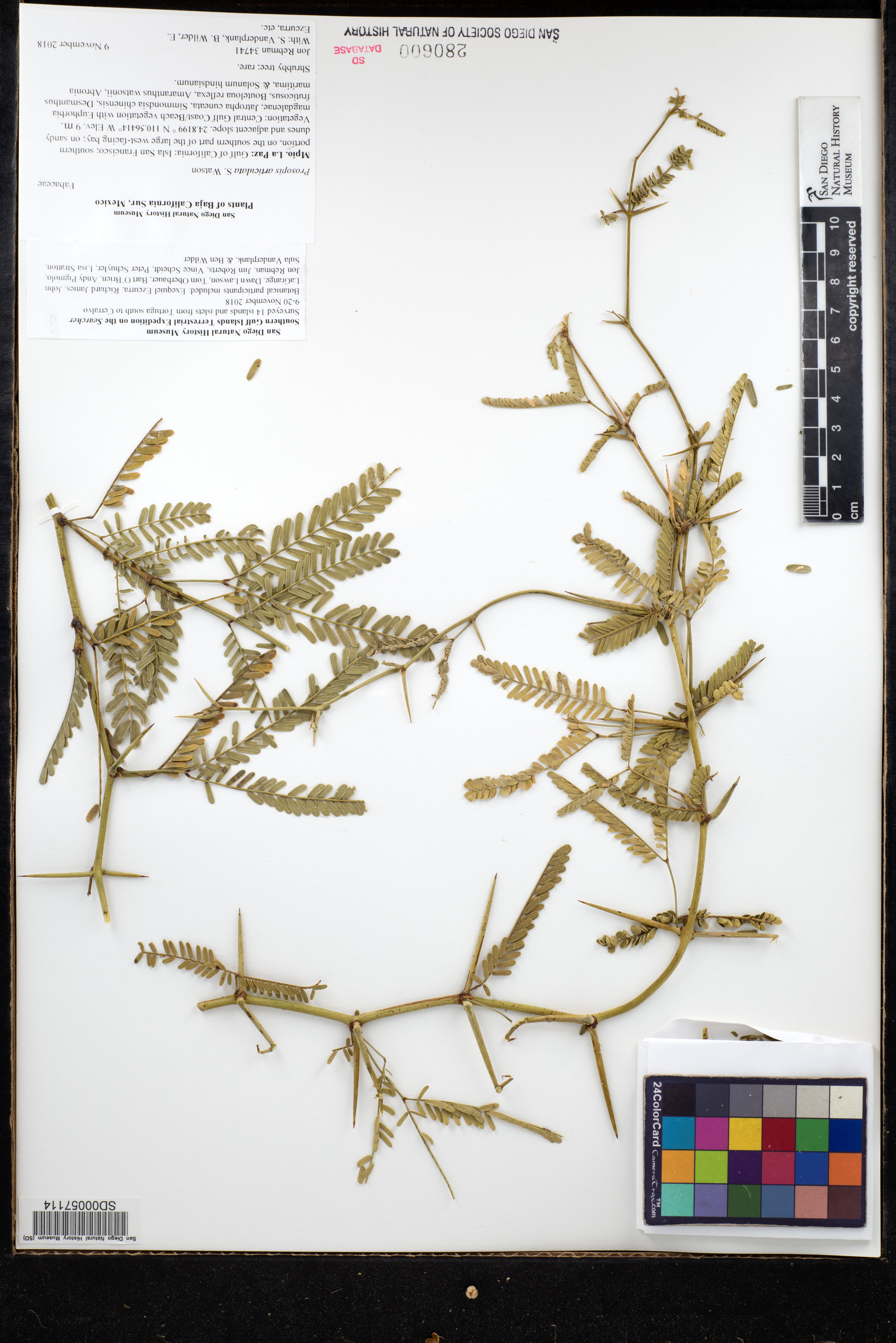 Prosopis articulata image