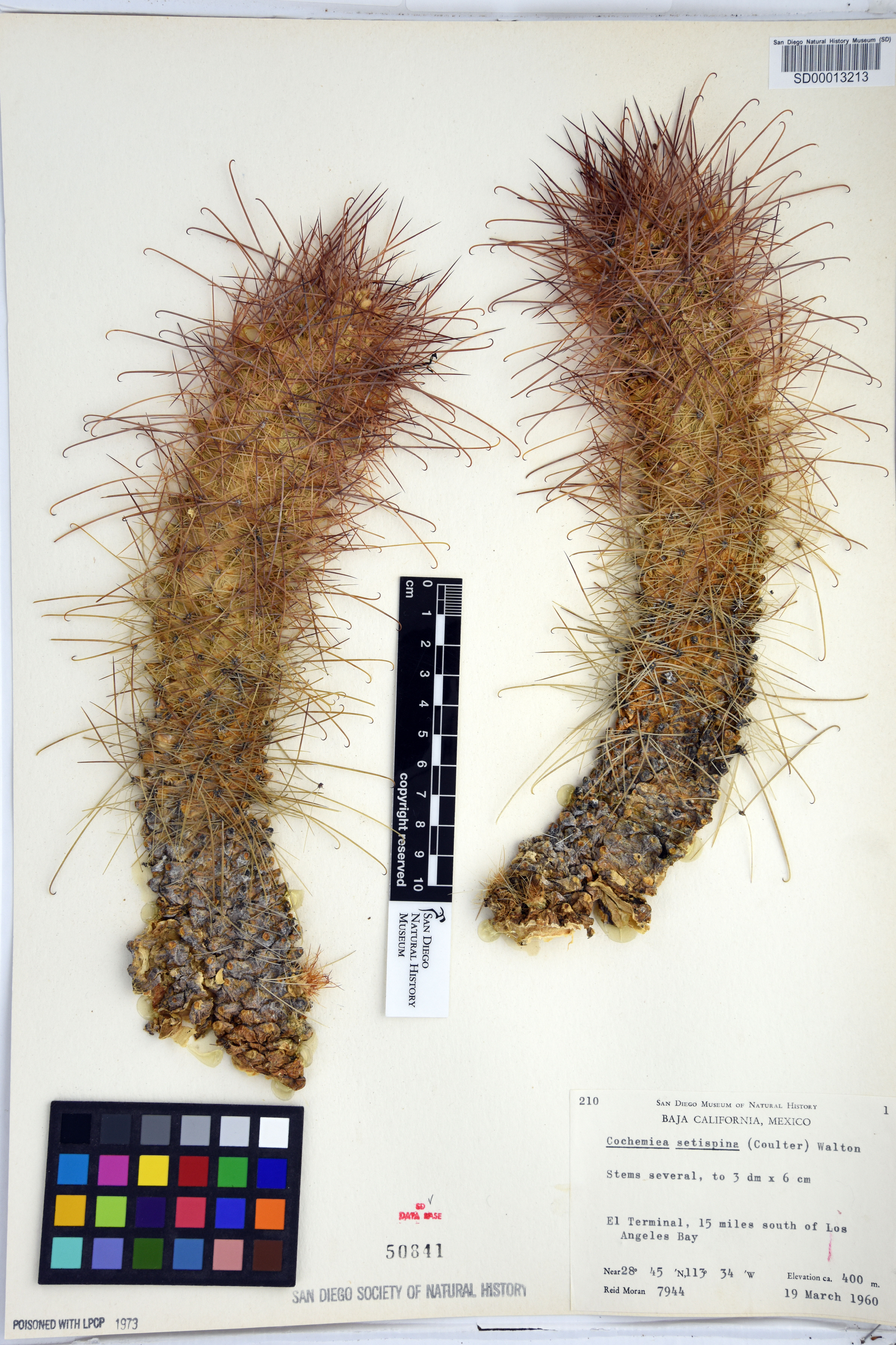 Mammillaria pondii image