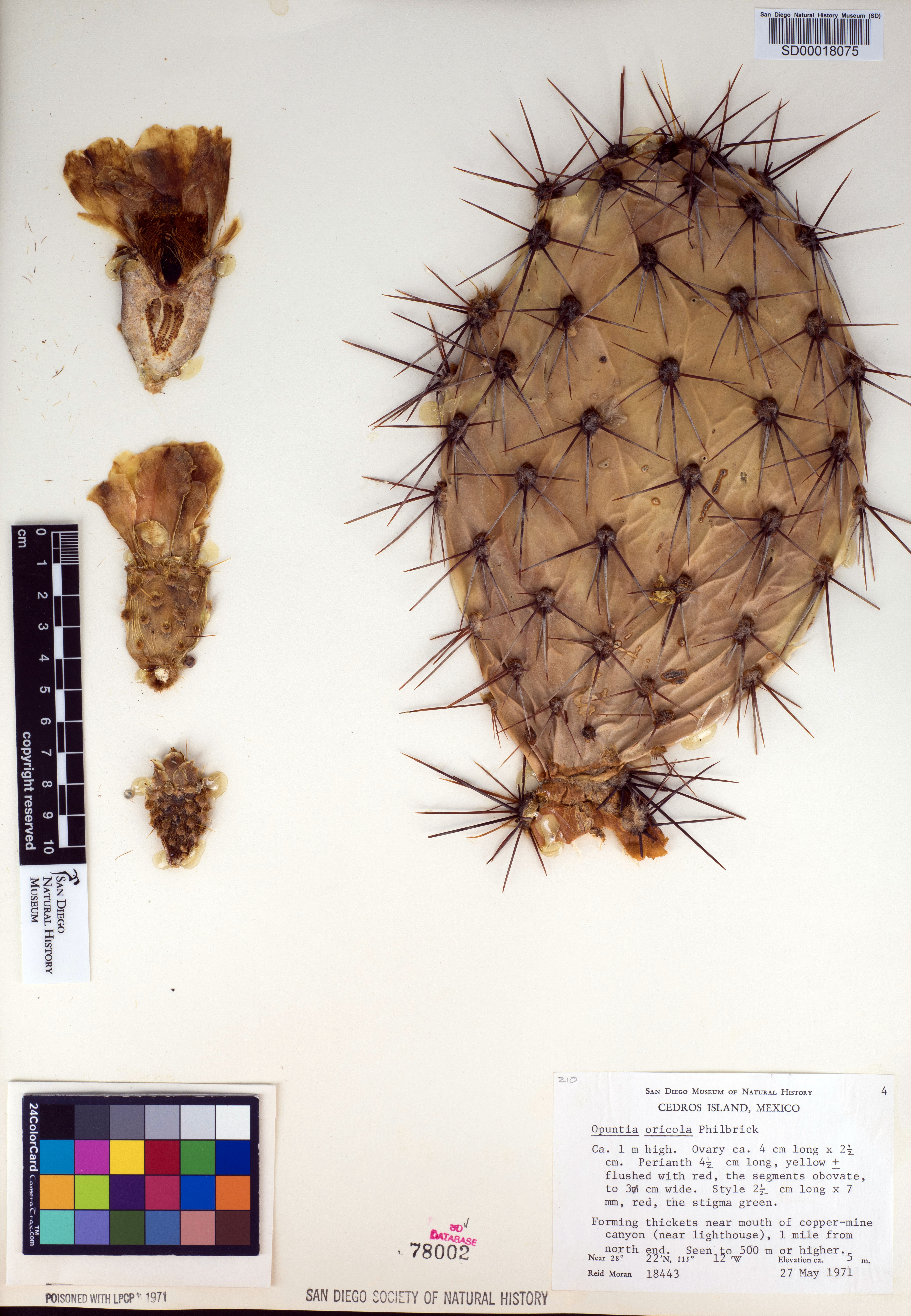 Opuntia oricola image