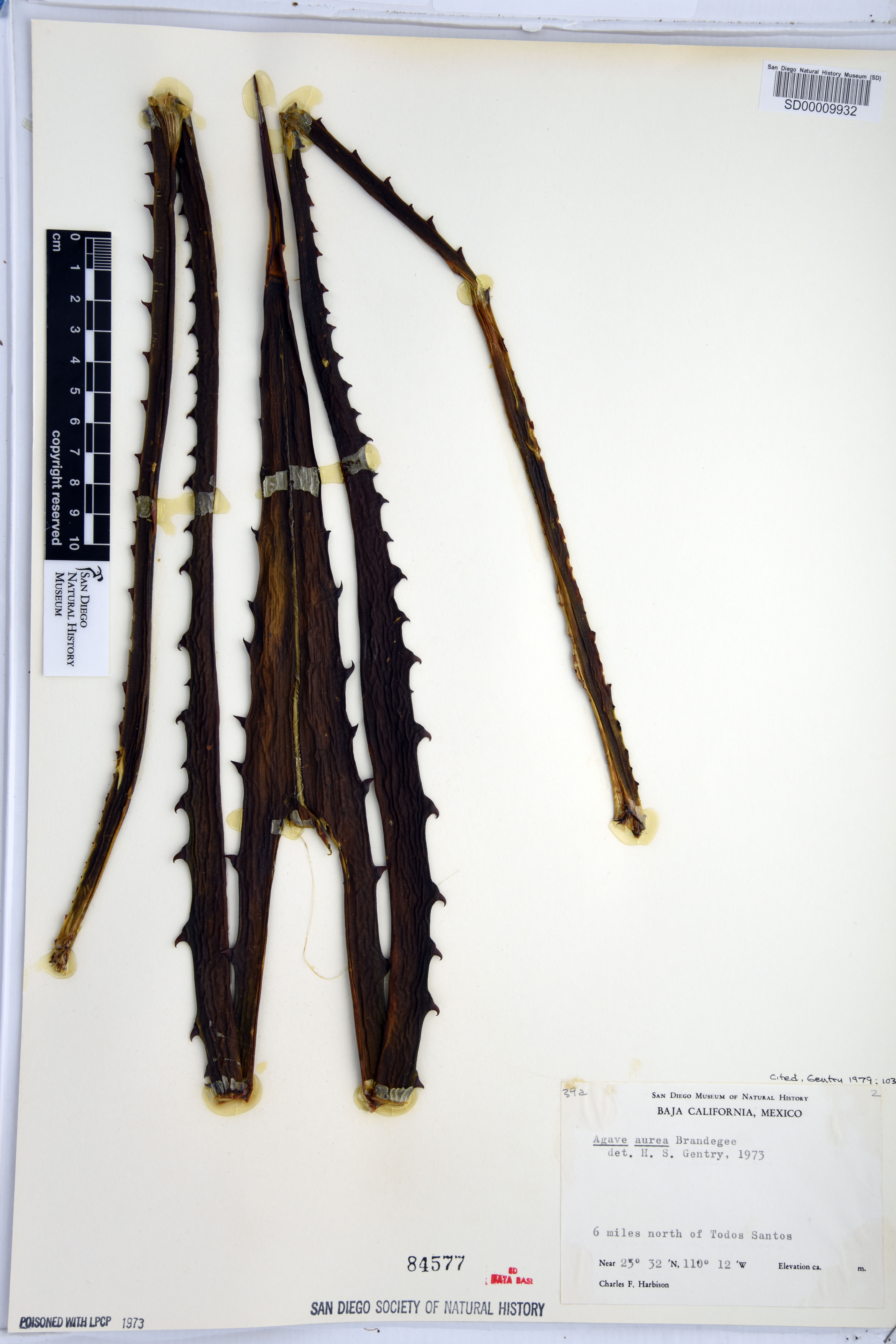 Agave aurea image