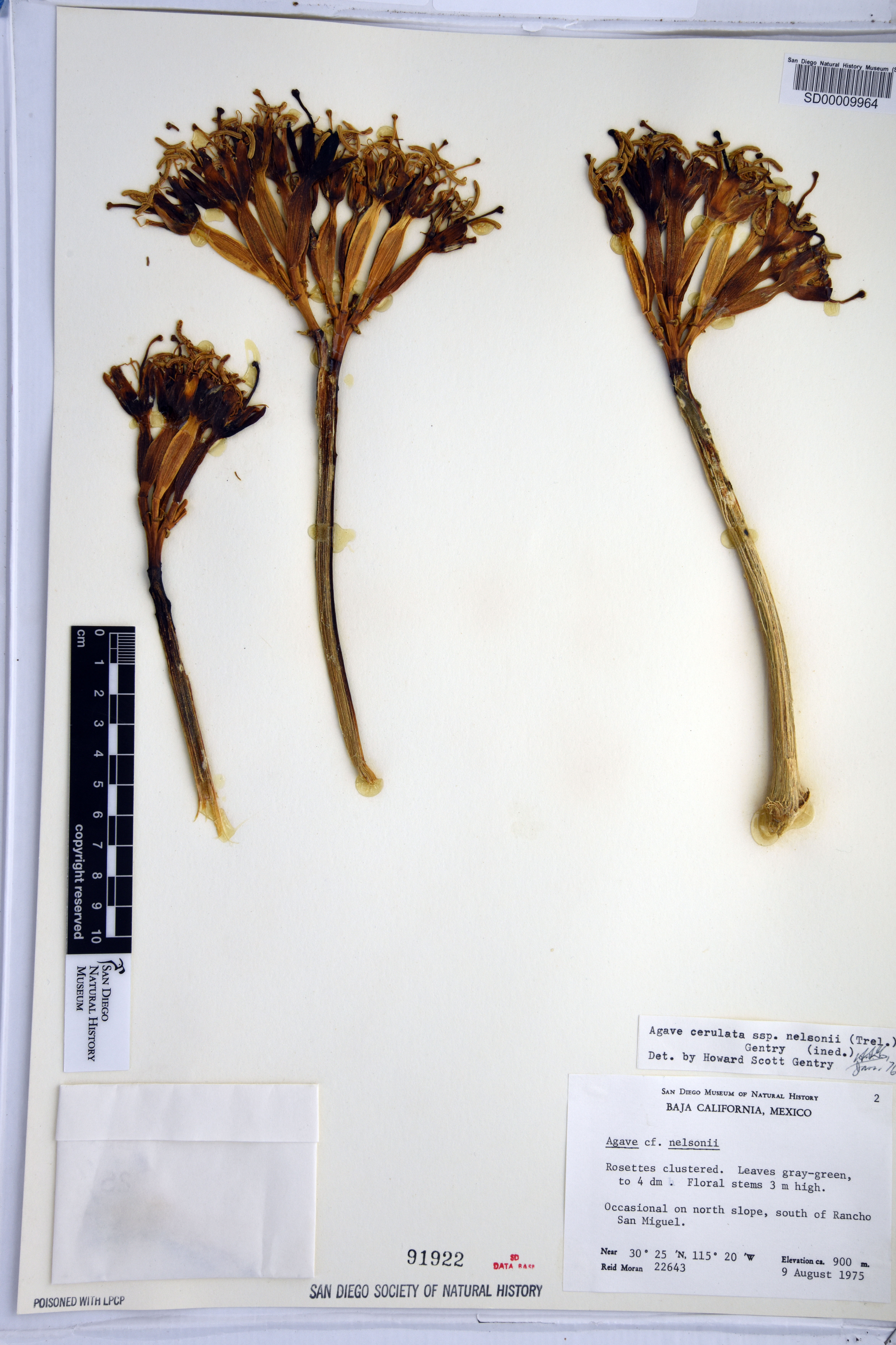Agave cerulata image
