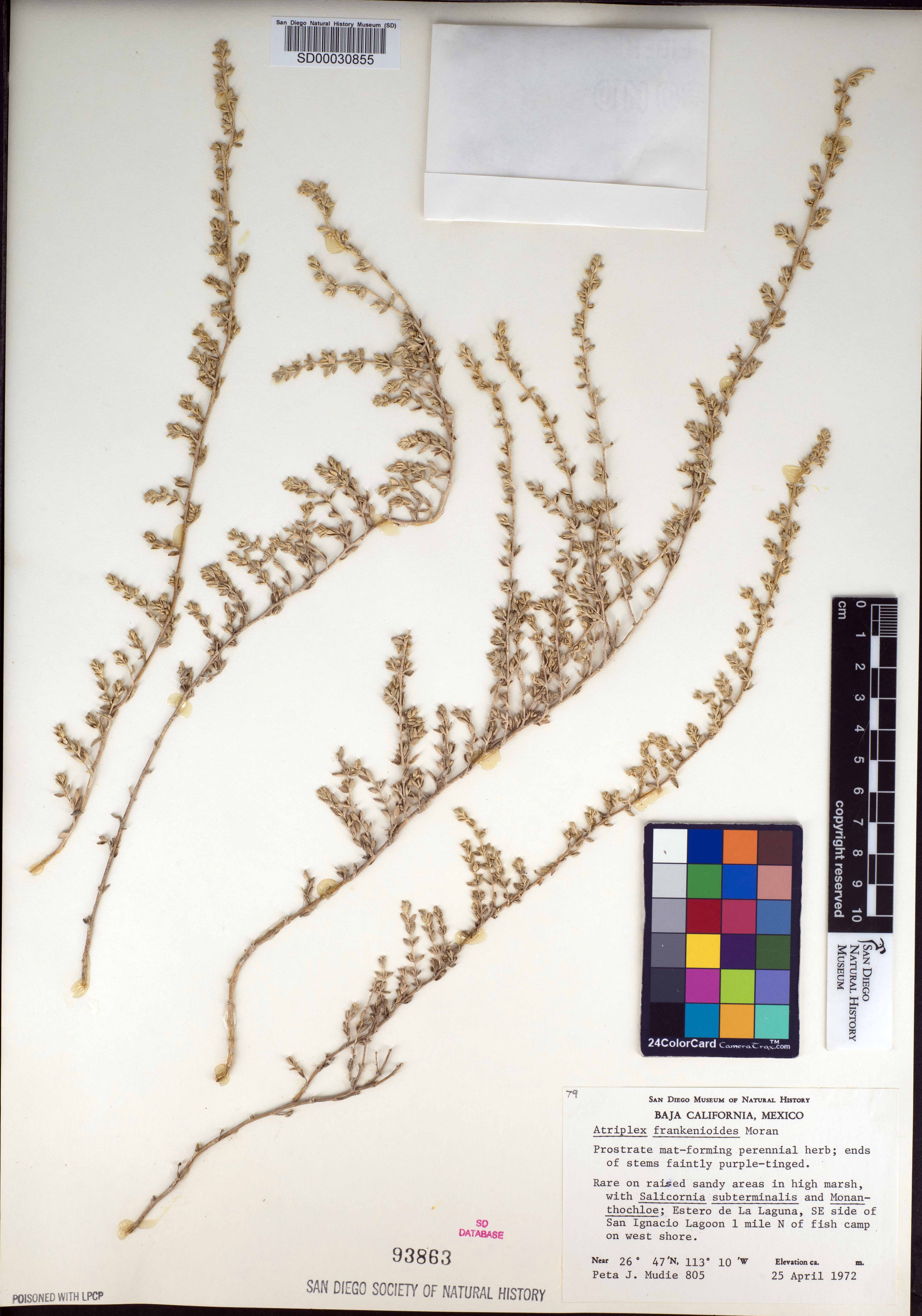 Atriplex frankenioides image