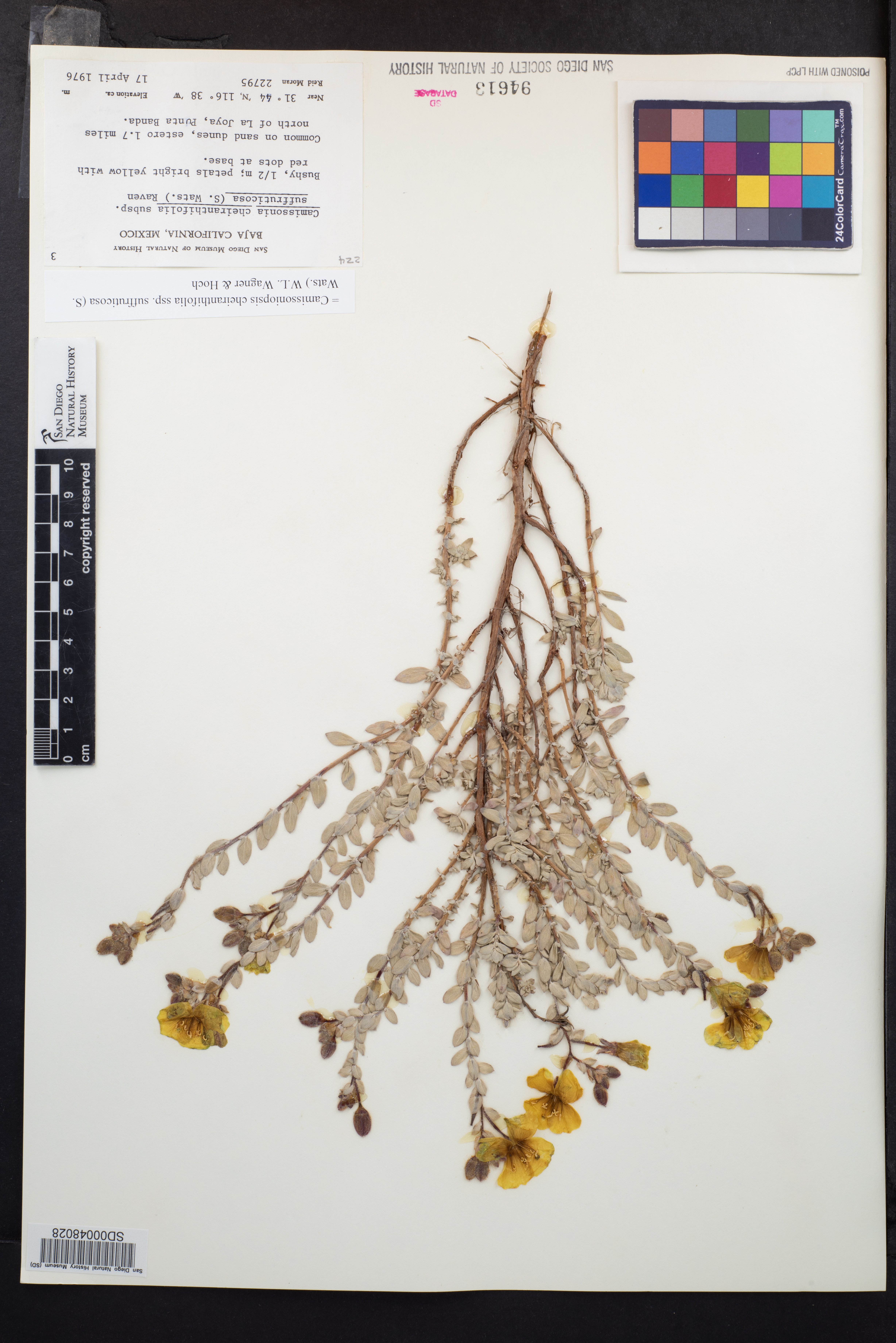 Camissoniopsis cheiranthifolia subsp. suffruticosa image