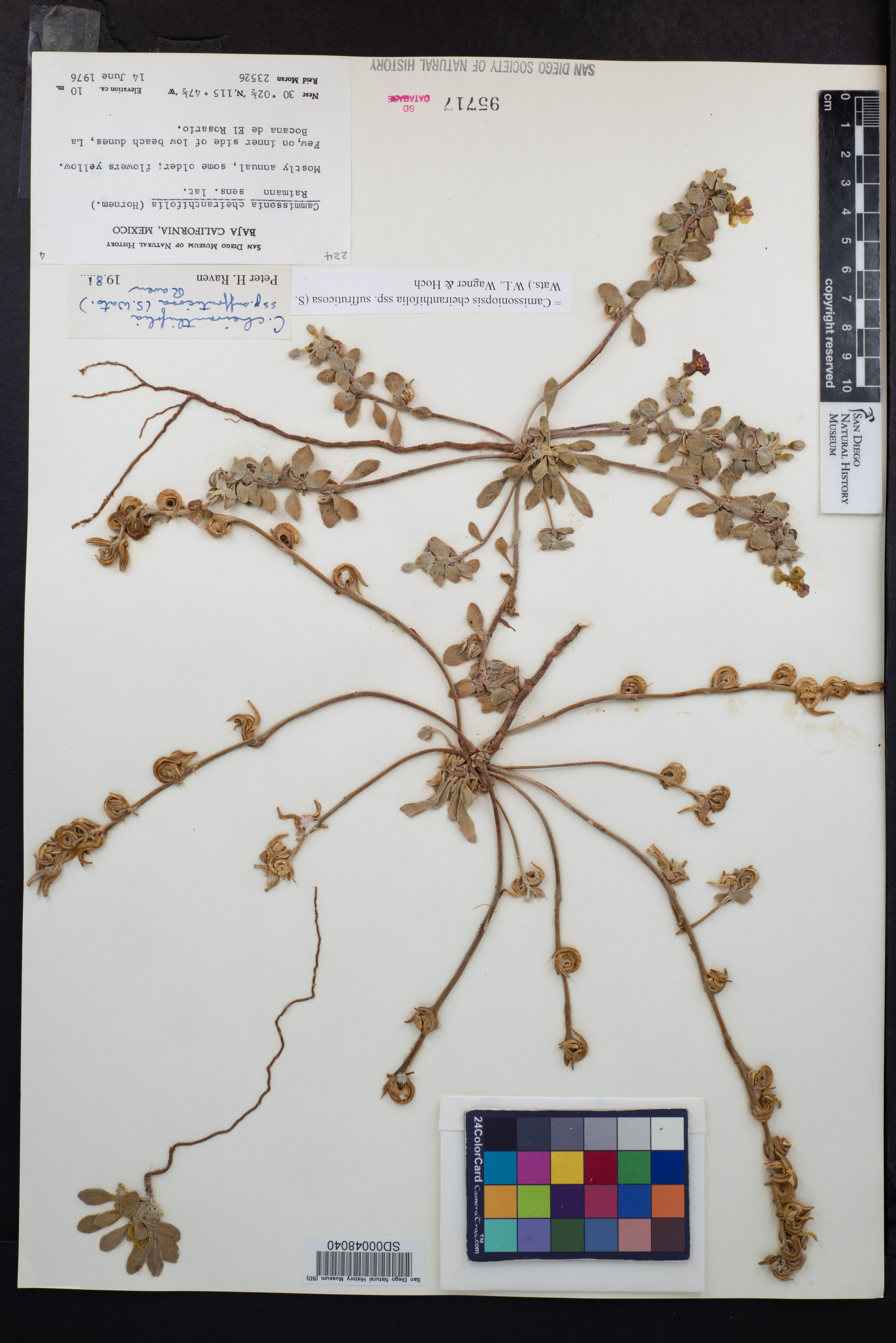 Camissoniopsis cheiranthifolia subsp. suffruticosa image