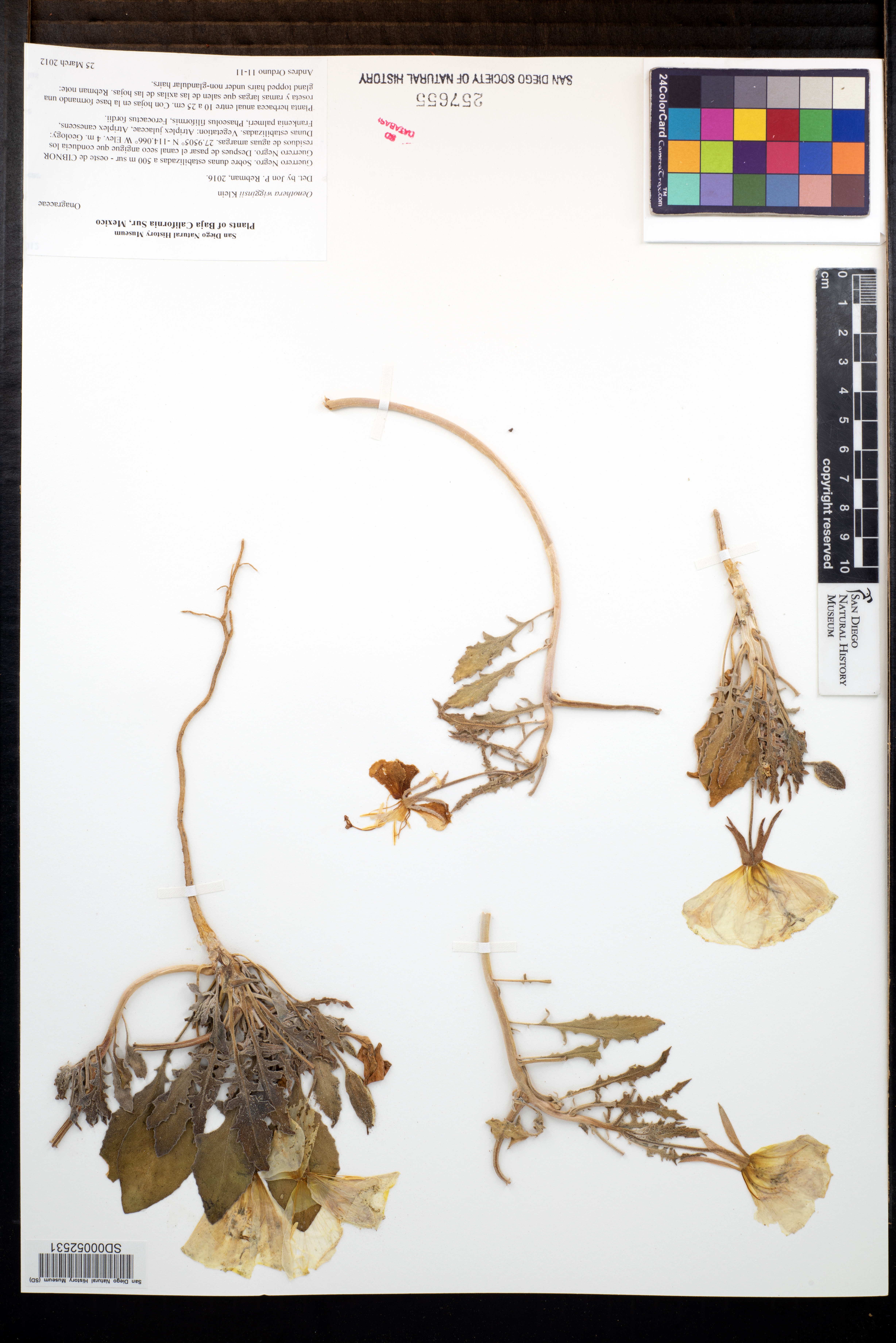 Oenothera wigginsii image