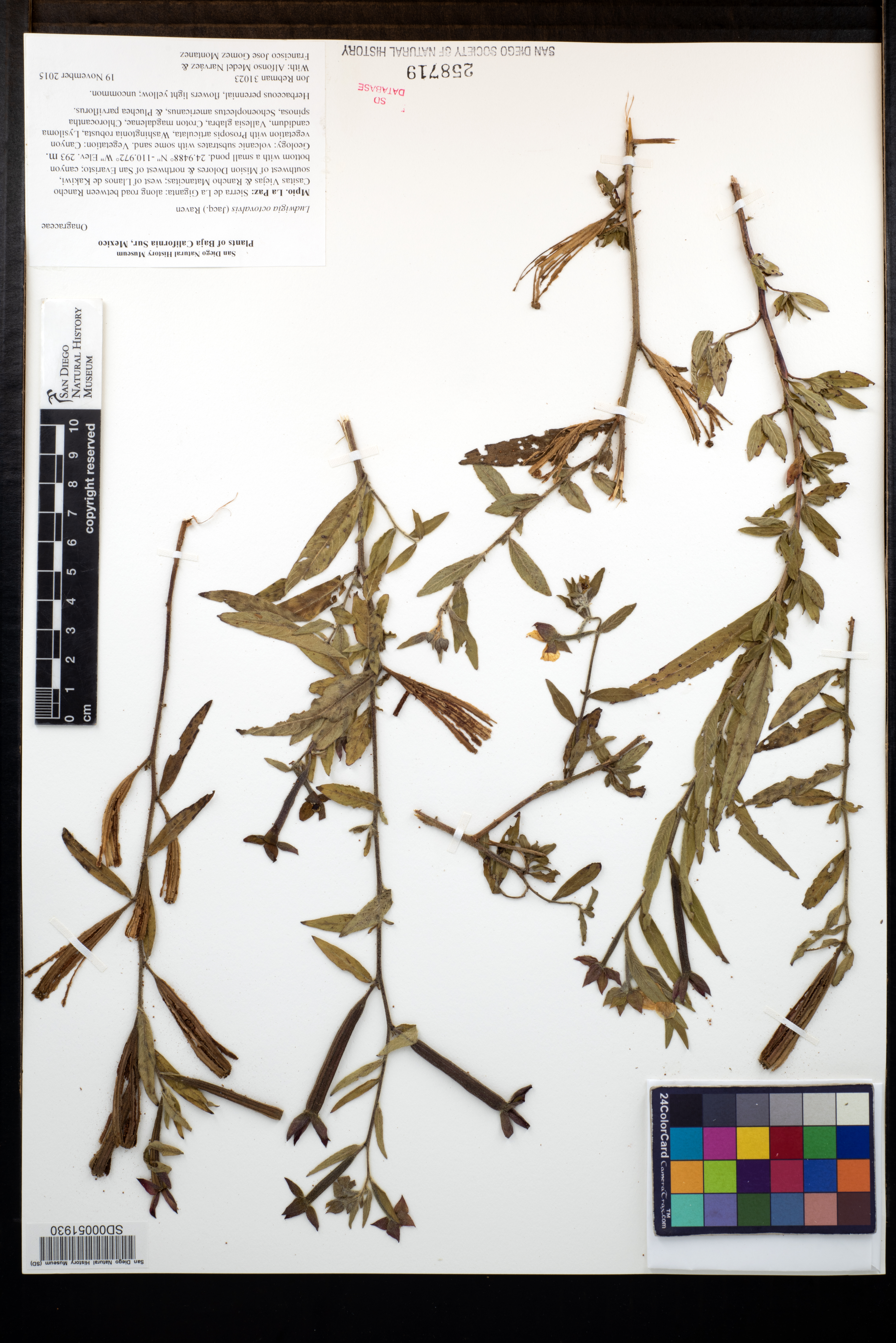 Ludwigia octovalvis image