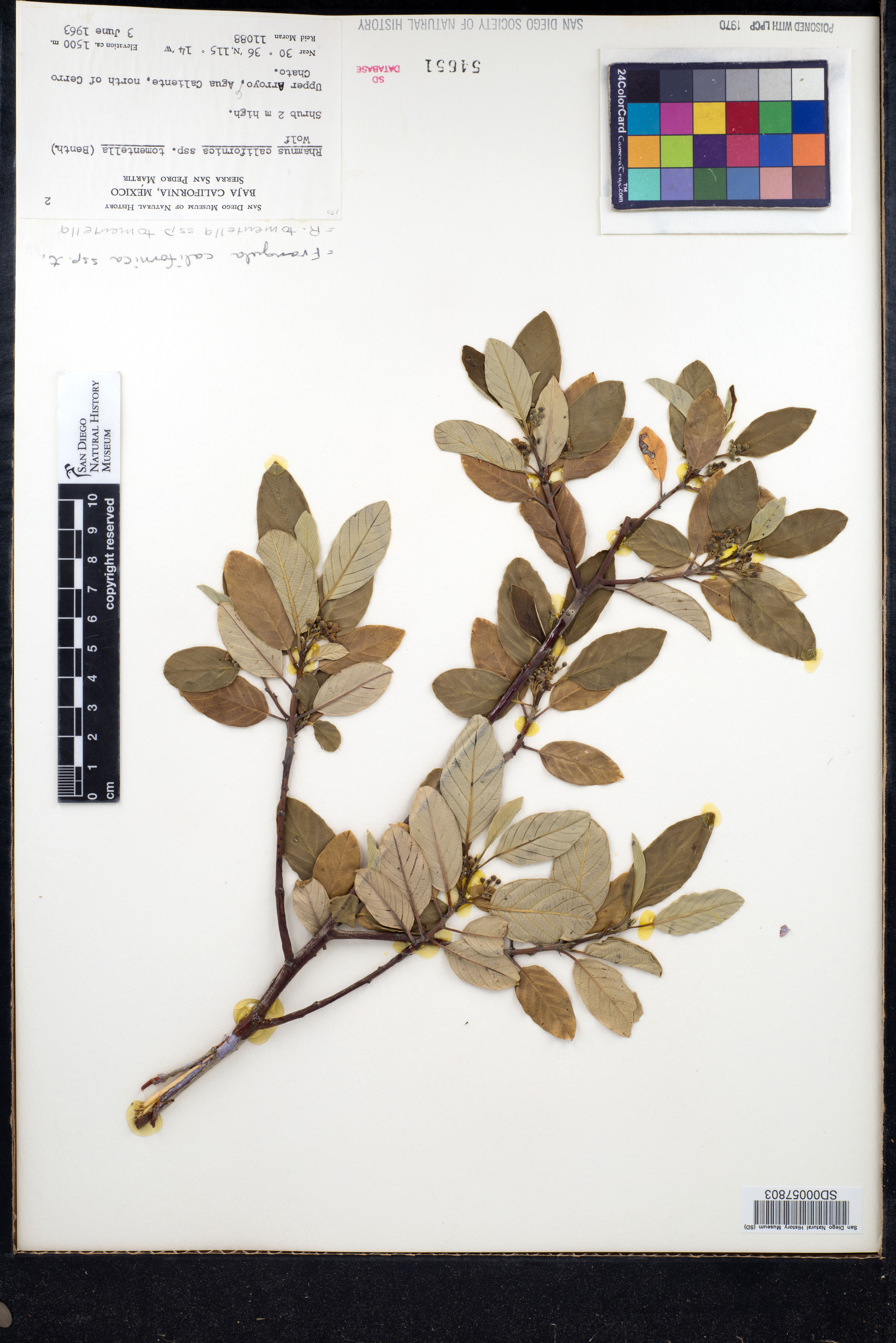 Frangula californica subsp. tomentella image