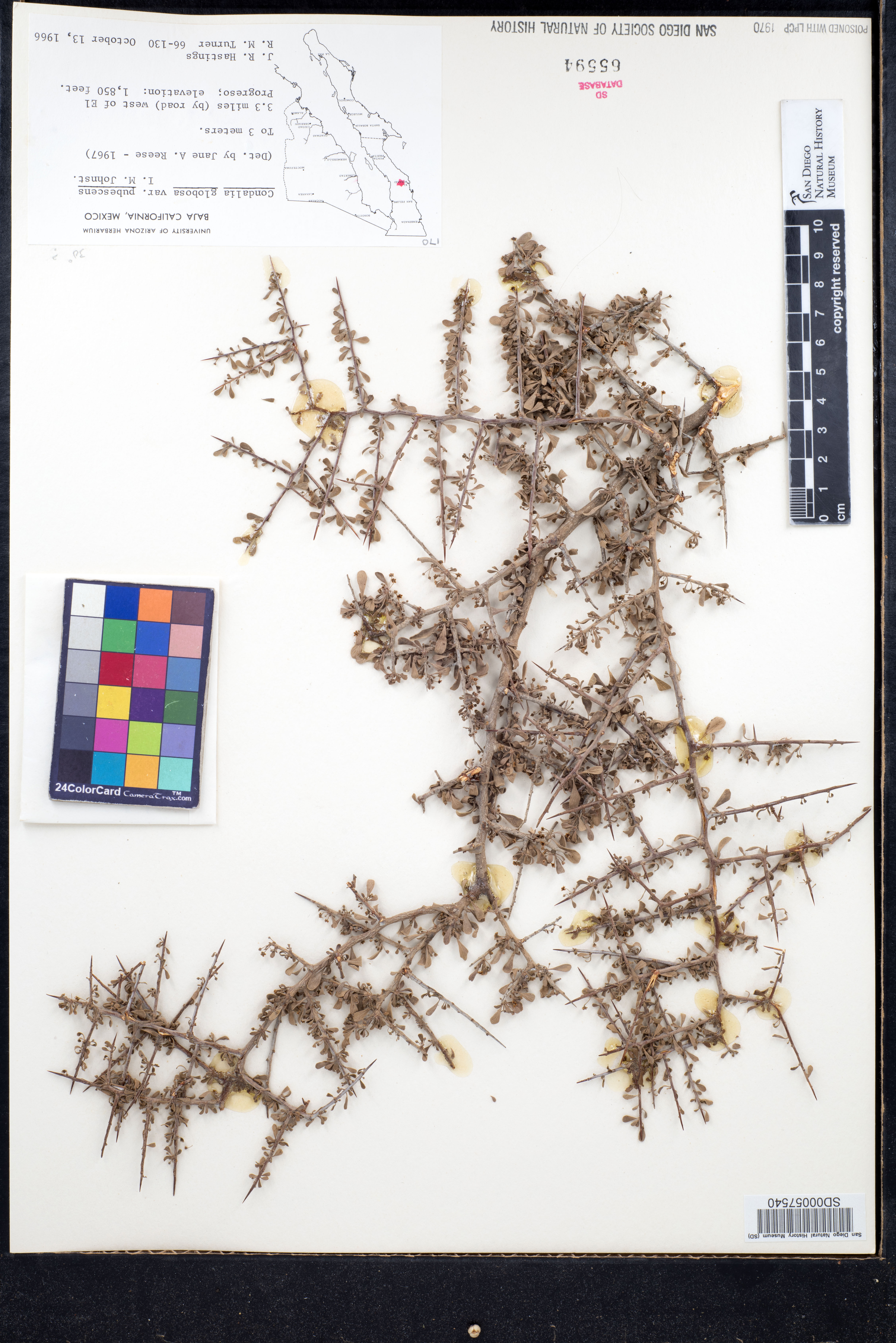 Condalia globosa var. pubescens image
