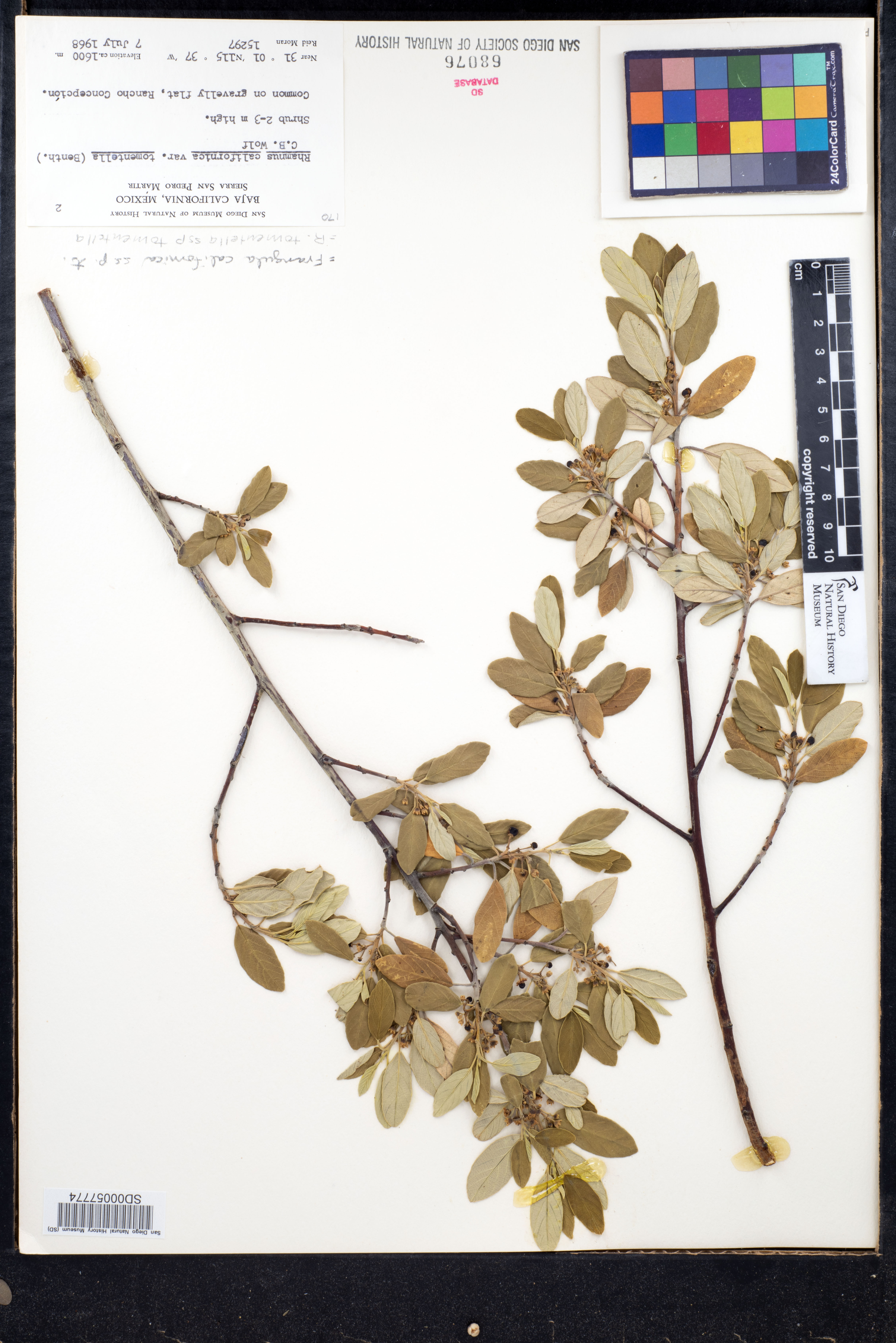 Frangula californica subsp. tomentella image