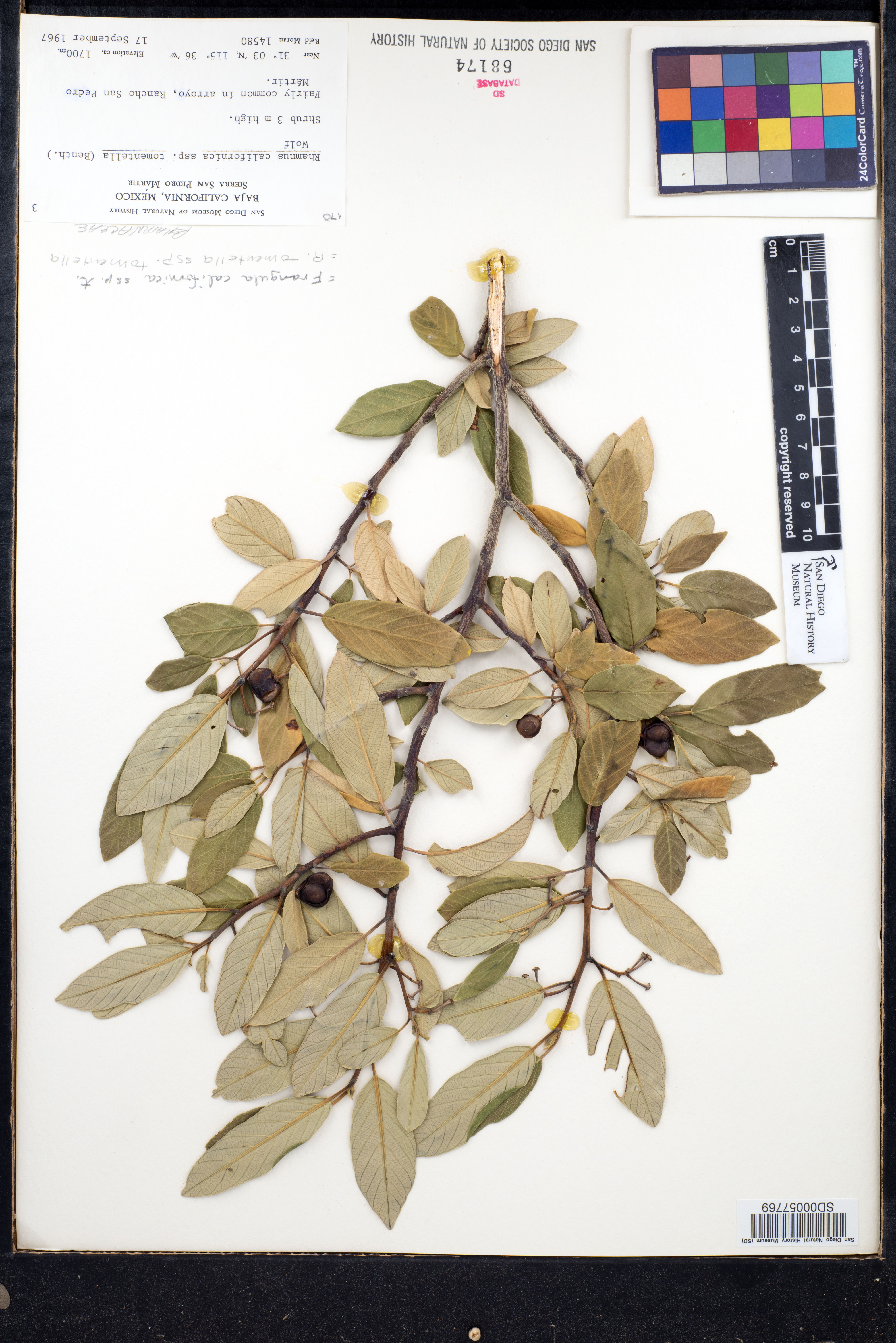 Frangula californica subsp. tomentella image