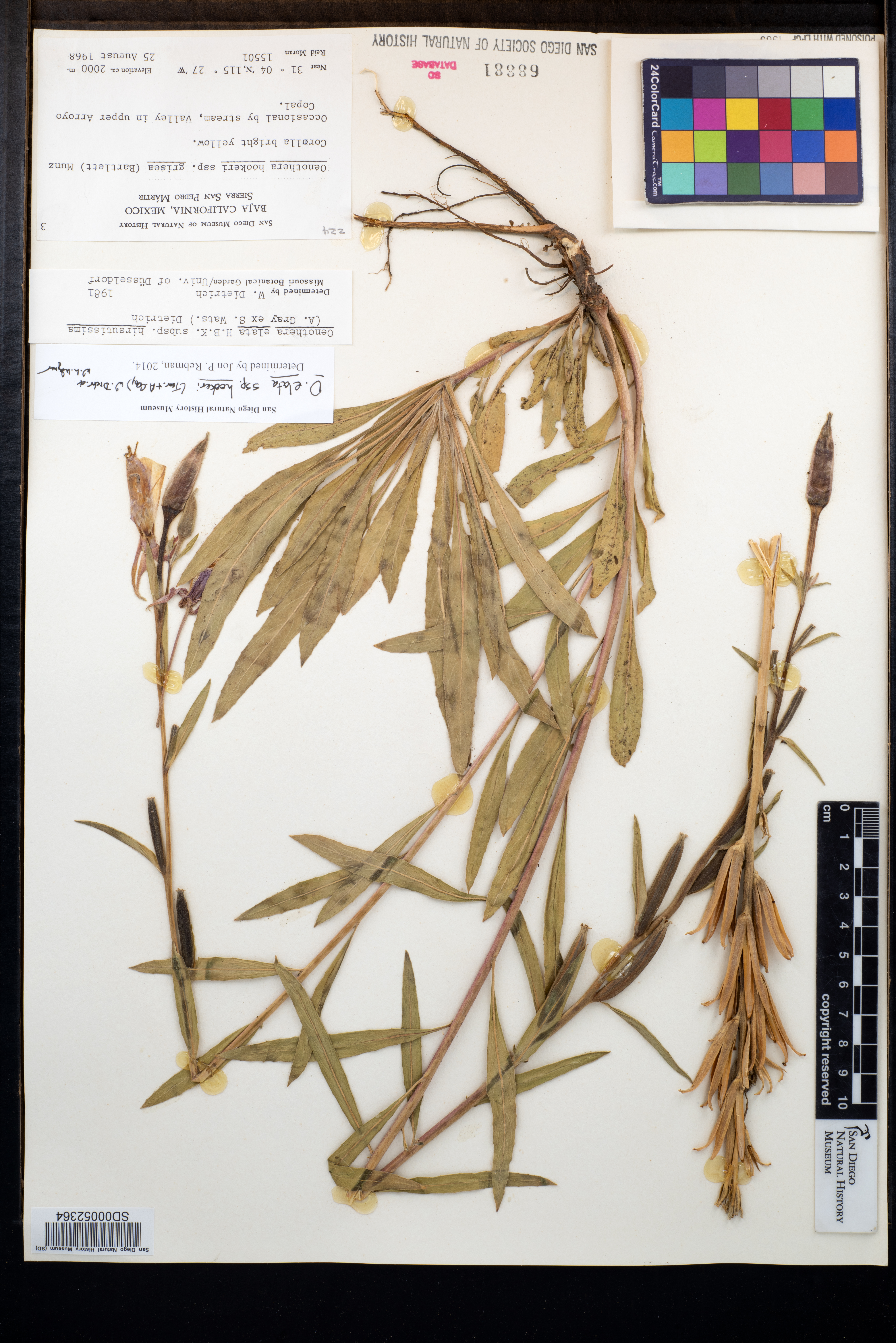 Oenothera elata subsp. hookeri image