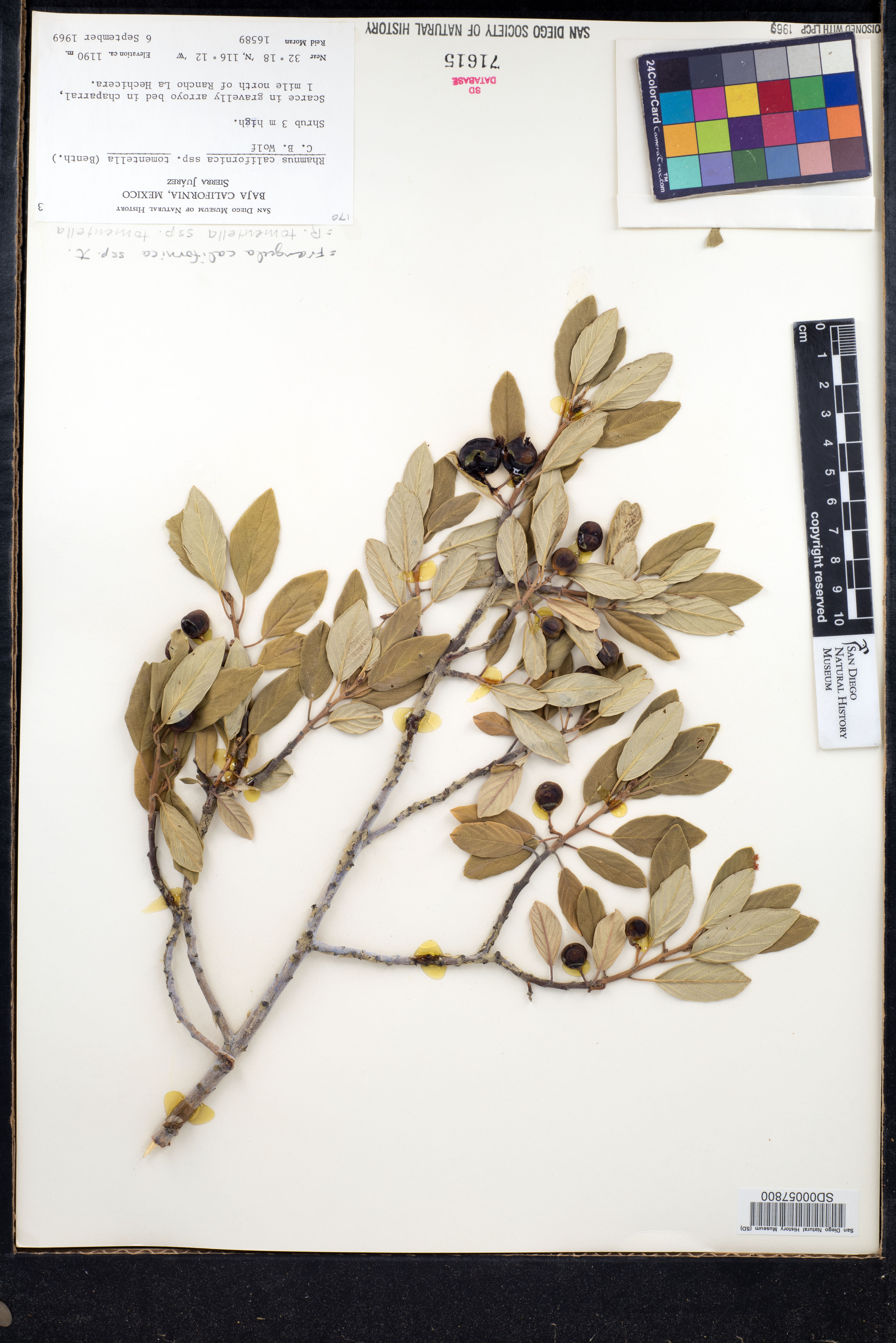 Frangula californica subsp. tomentella image