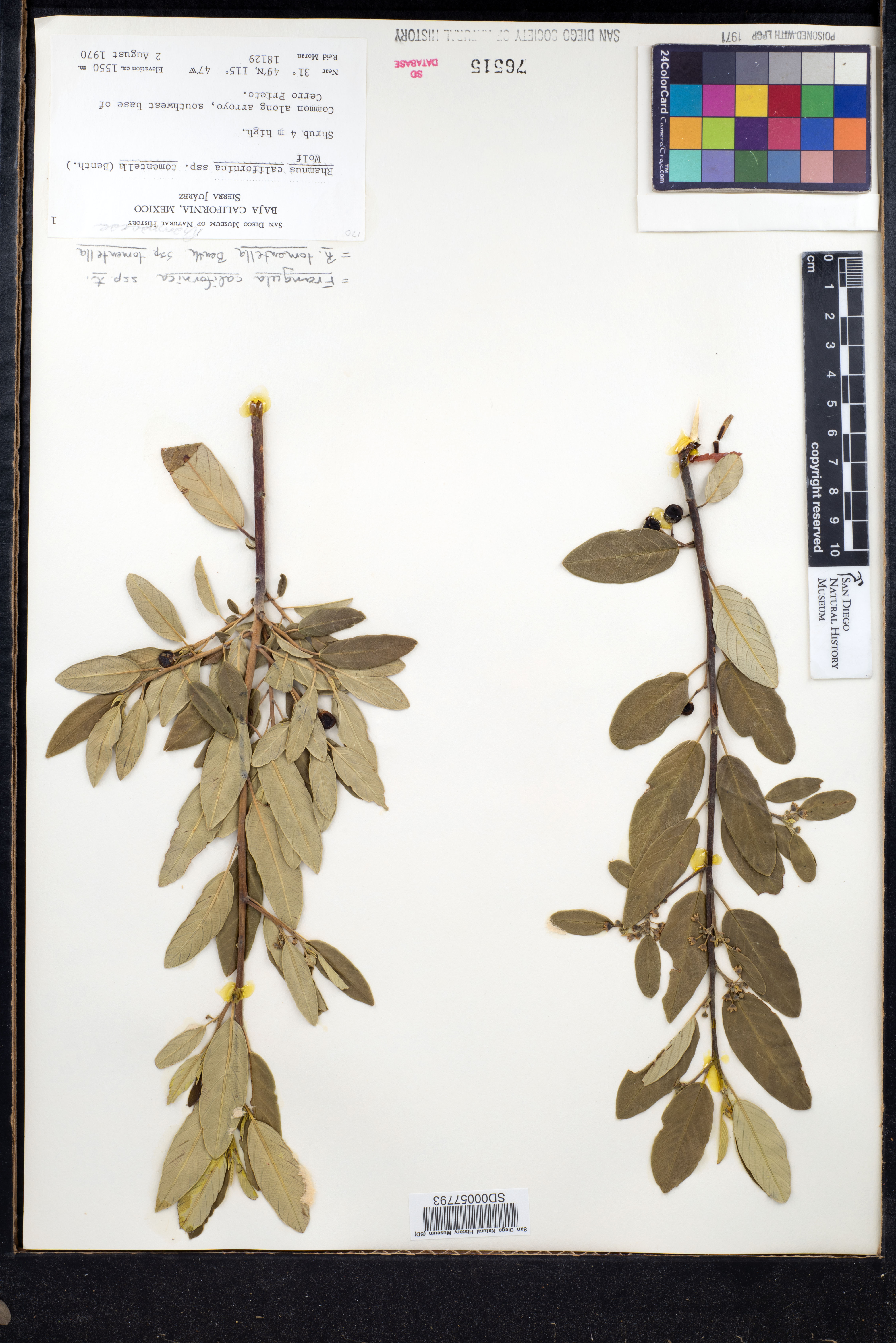 Frangula californica subsp. tomentella image