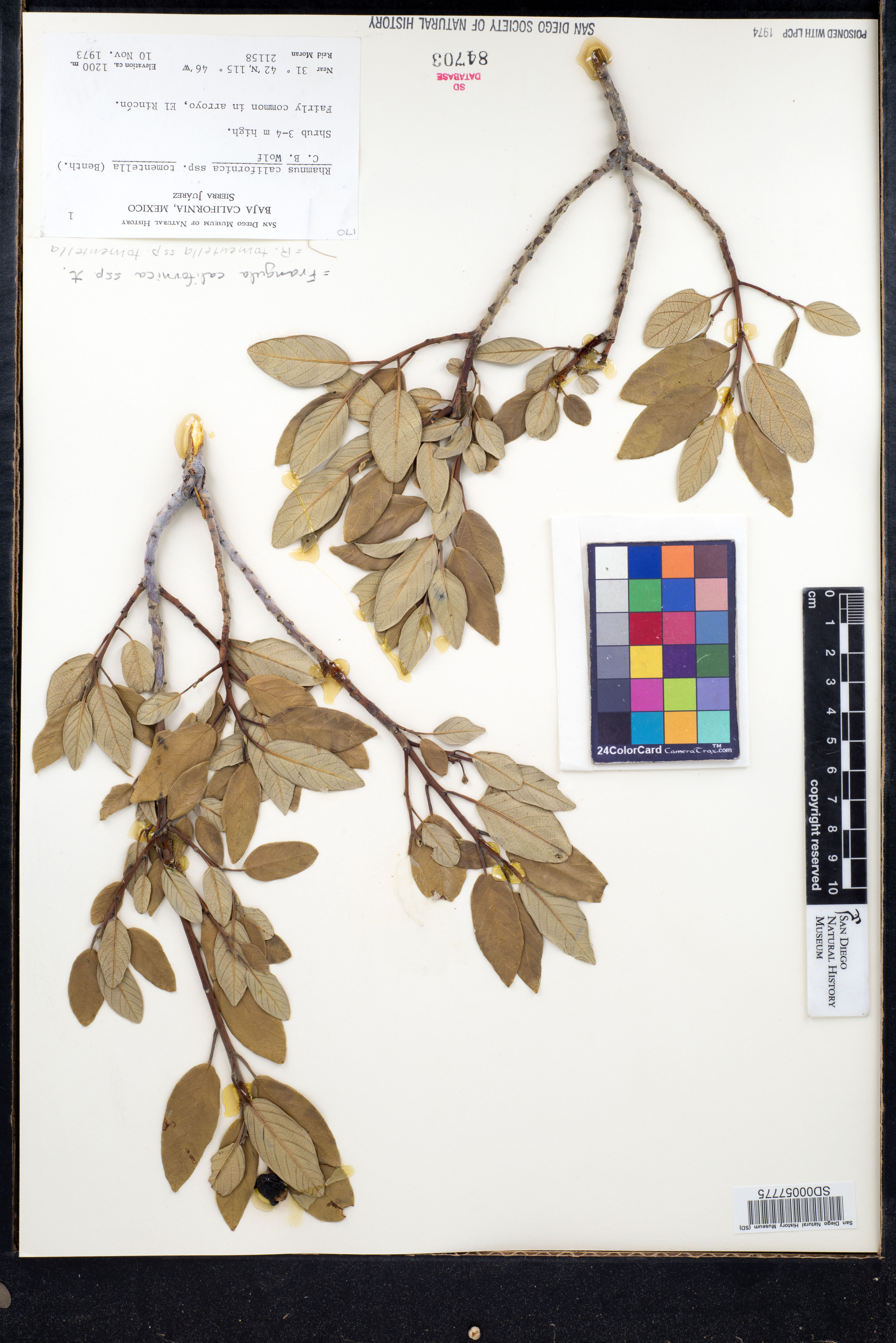 Frangula californica subsp. tomentella image