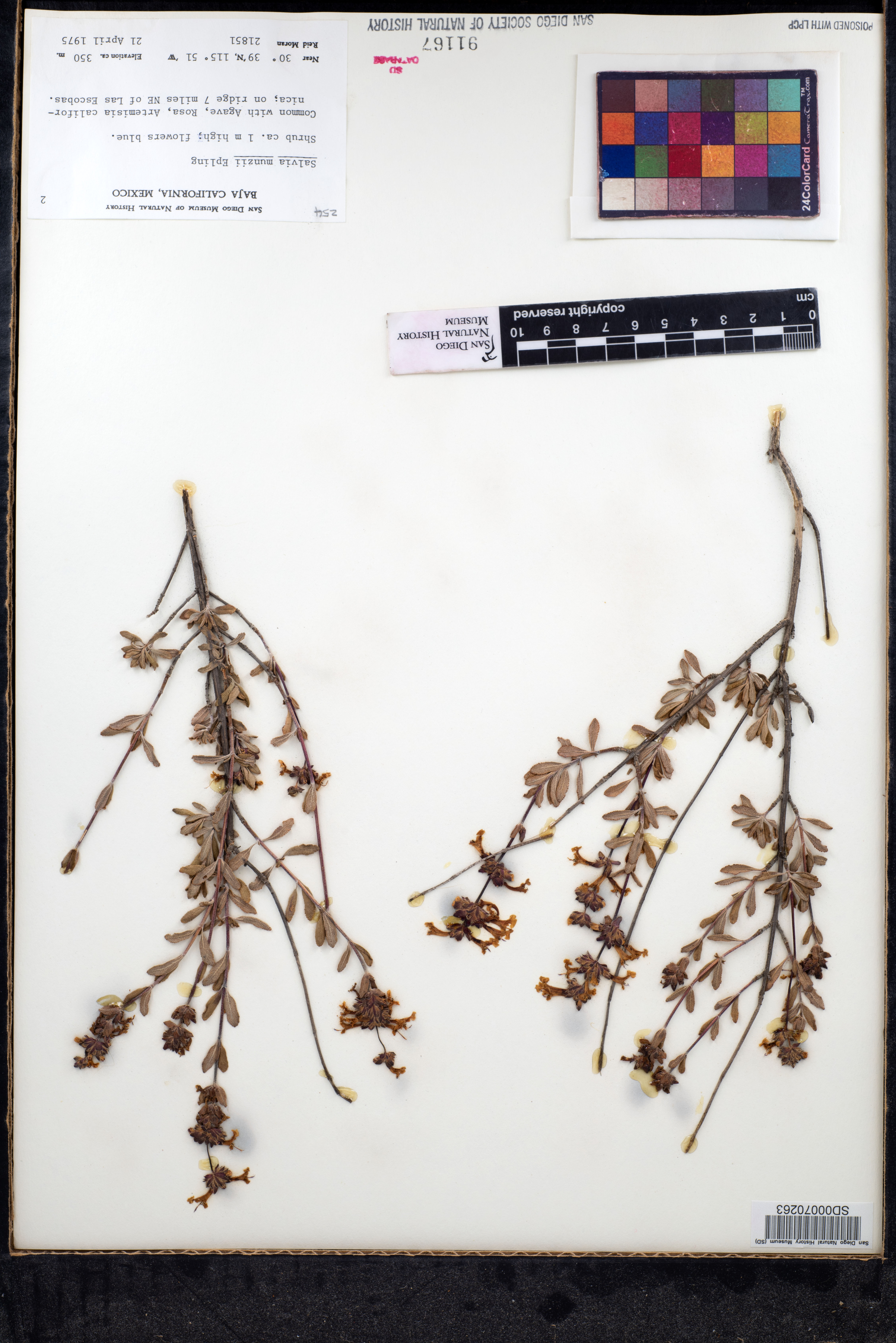 Salvia munzii image