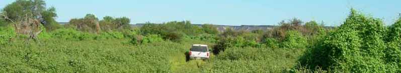 Expedition vehicle in heavy growth
