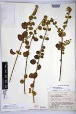 Lantana involucrata image