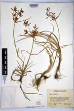 Cyperus rotundus image