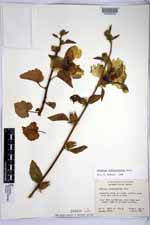 Hibiscus diversifolius image