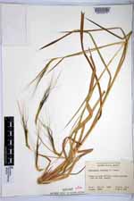 Heteropogon contortus image