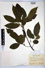 Rhamnus sharpii image