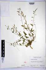 Desmodium procumbens image