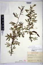 Vachellia farnesiana image