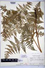 Pteridium caudatum image